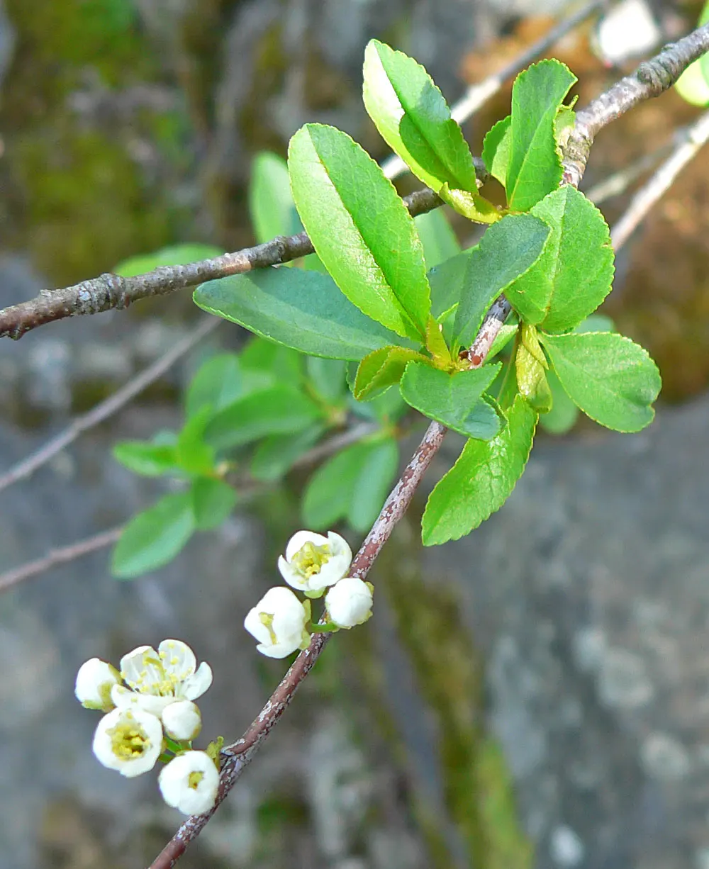 Bitter Cherry (Prunus Emarginata) — and requires moderate watering
