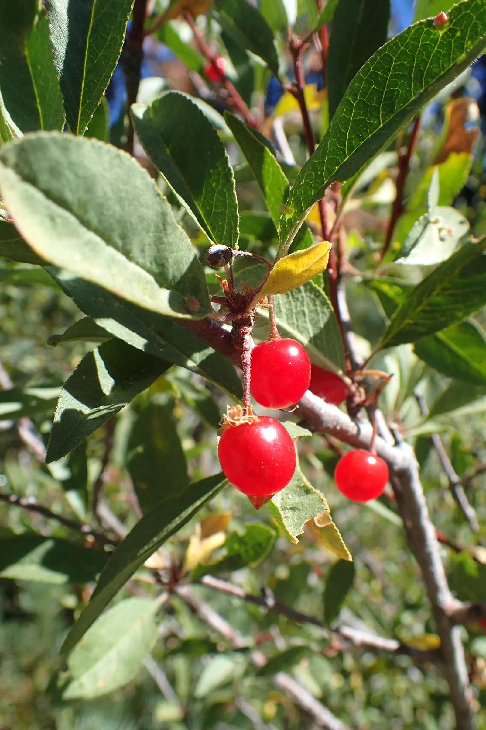Bitter Cherry (Prunus Emarginata) — It grows to 15-30 ft tall and showcases lustrous; as it generally reaches between 15 to 30 feet in height with a spread of