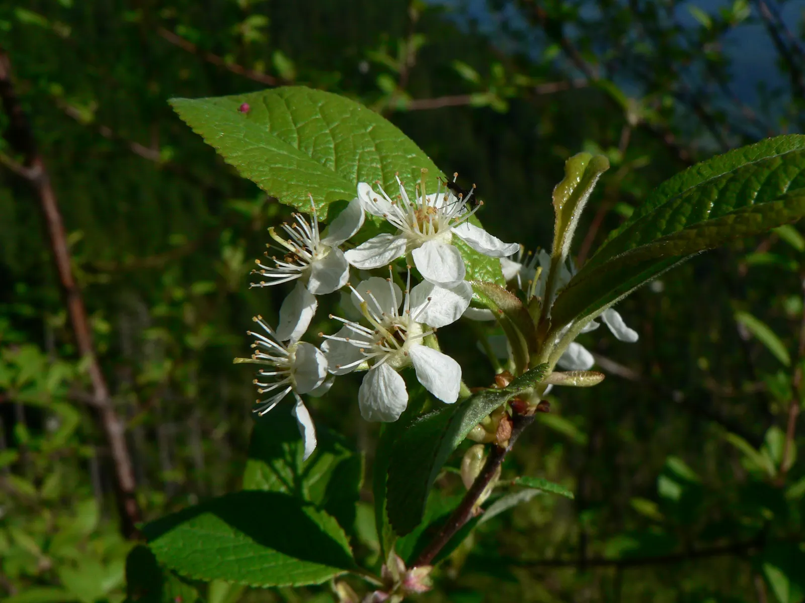 Bitter Cherry (Prunus Emarginata) — it thrives in well-drained soils with full sun to partial shade