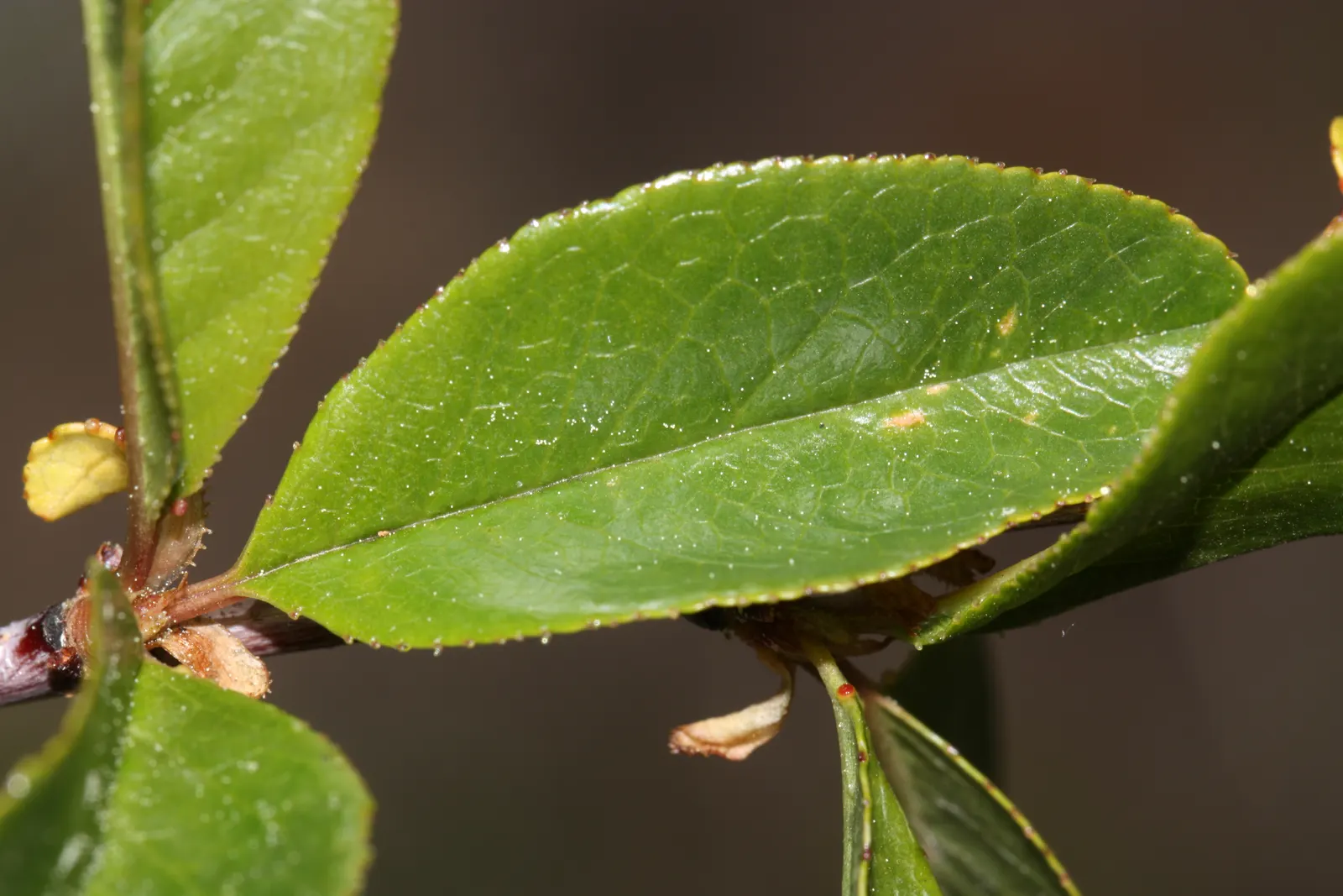 Bitter Cherry (Prunus Emarginata) — Ideal for naturalistic settings and wildlife gardens; suited for USDA zones 4-9
