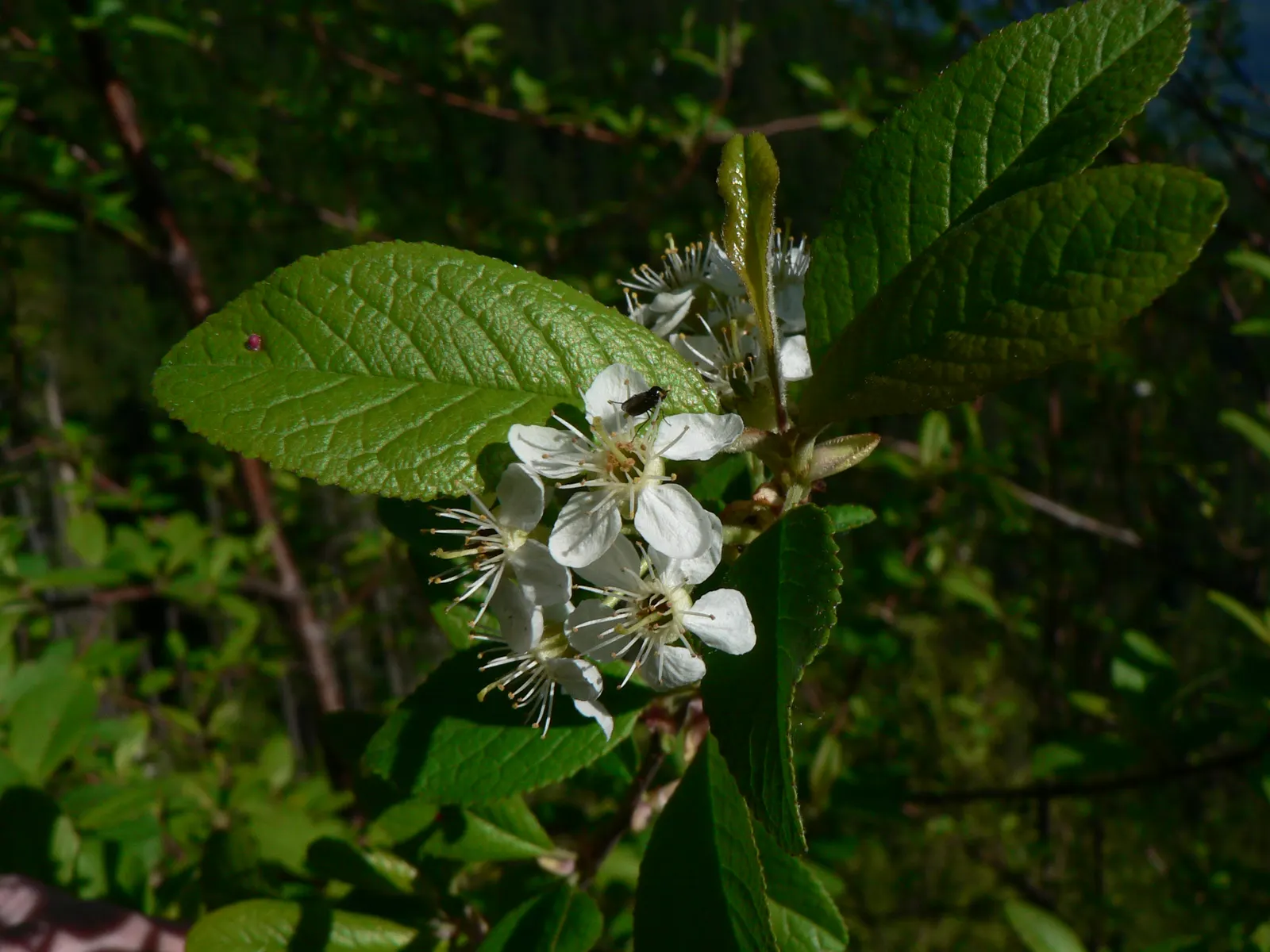 Bitter Cherry (Prunus Emarginata) — serrated leaves and clusters of fragrant