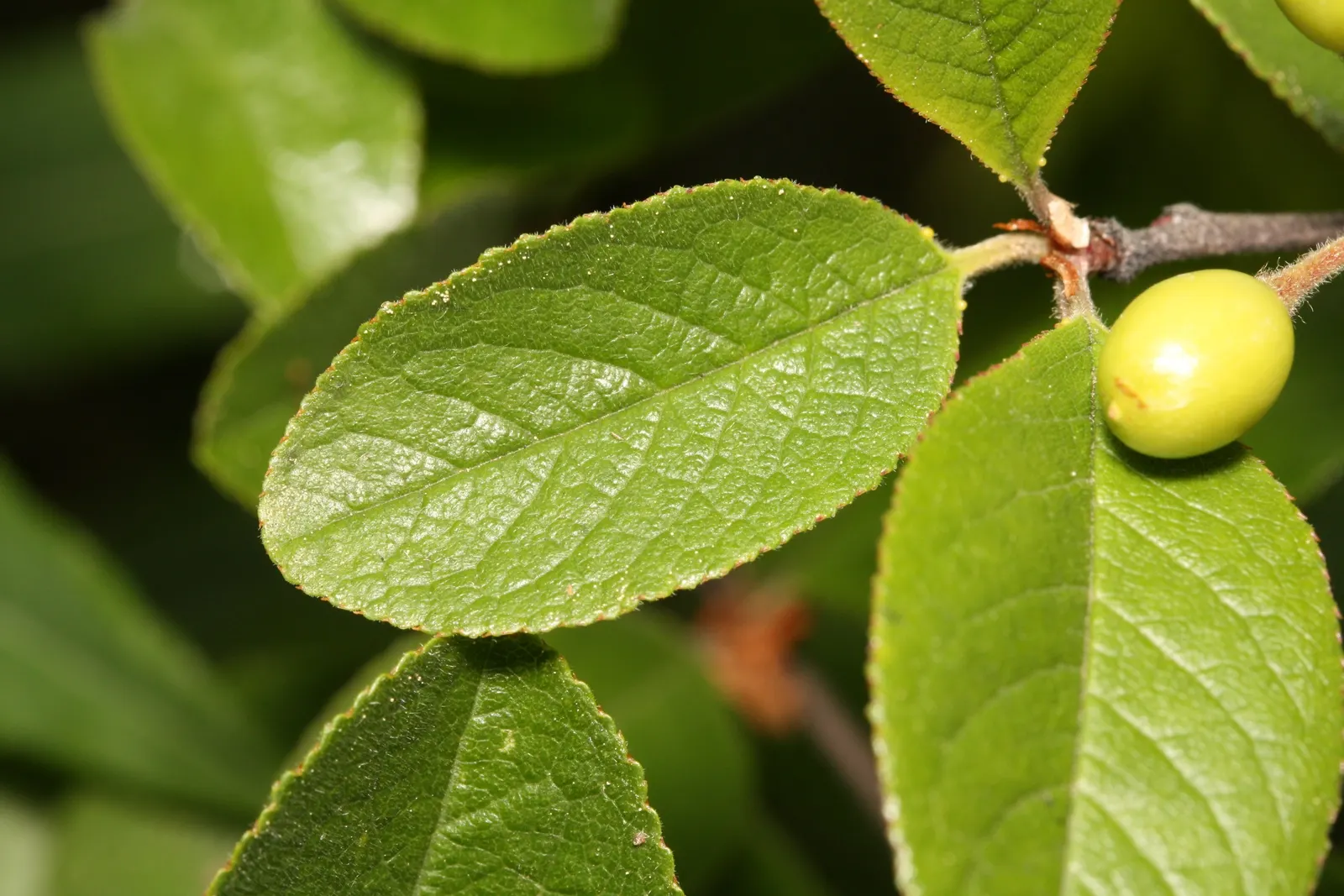 Bitter Cherry (Prunus Emarginata) — When incorporating the Bitter Cherry into a landscape design