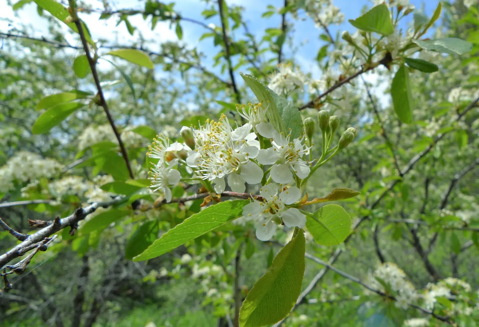 Bitter Cherry (Prunus Emarginata) — and requires moderate watering; white flowers in the garden