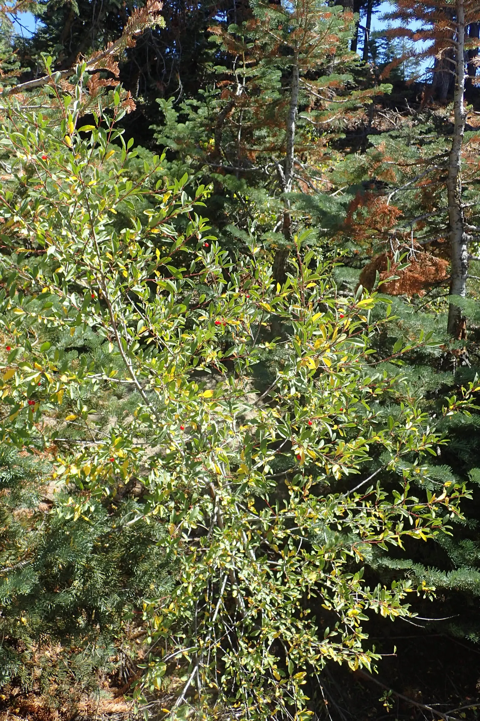 Bitter Cherry (Prunus Emarginata) — The fragrant blossoms are a nectar source for pollinators, adding ecological value to your garden; it thrives in