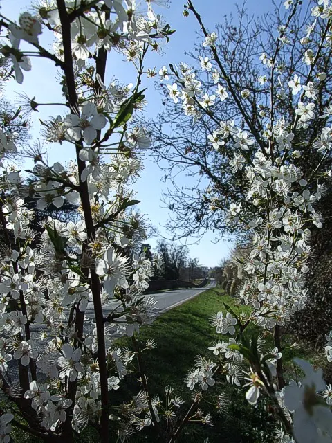 Bitter Cherry (Prunus Emarginata) — Prunus emarginata thrives in full sun to partial shade and prefers well-drained soils; it is an excellent choice for