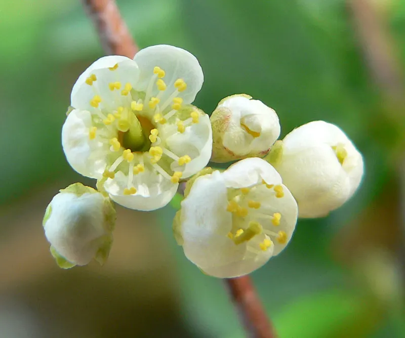 Bitter Cherry (Prunus Emarginata) — which bloom before the emergence of its foliage