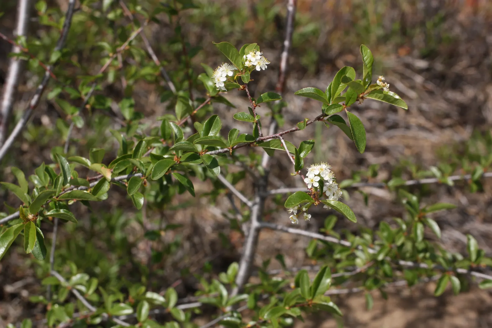 Bitter Cherry (Prunus Emarginata) — as it generally reaches between 15 to 30 feet in height with a spread of up to 20 feet at maturity