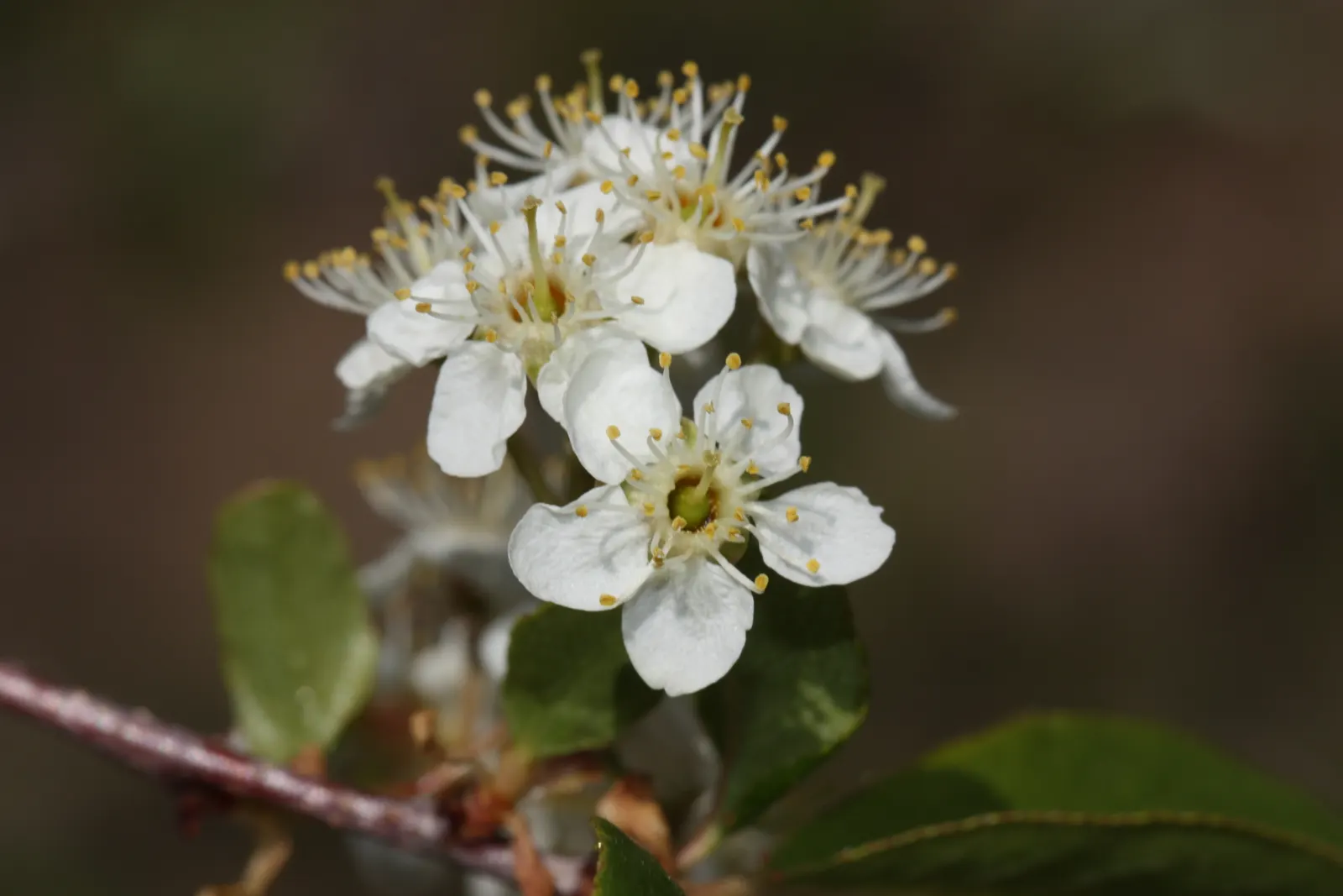 Bitter Cherry (Prunus Emarginata) — The Bitter Cherry, or Prunus emarginata, is a deciduous tree native to the western regions of North America