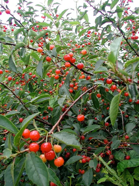 Bitter Cherry (Prunus Emarginata) — Its small red cherries, though bitter, are wildlife-friendly, maturing in summer