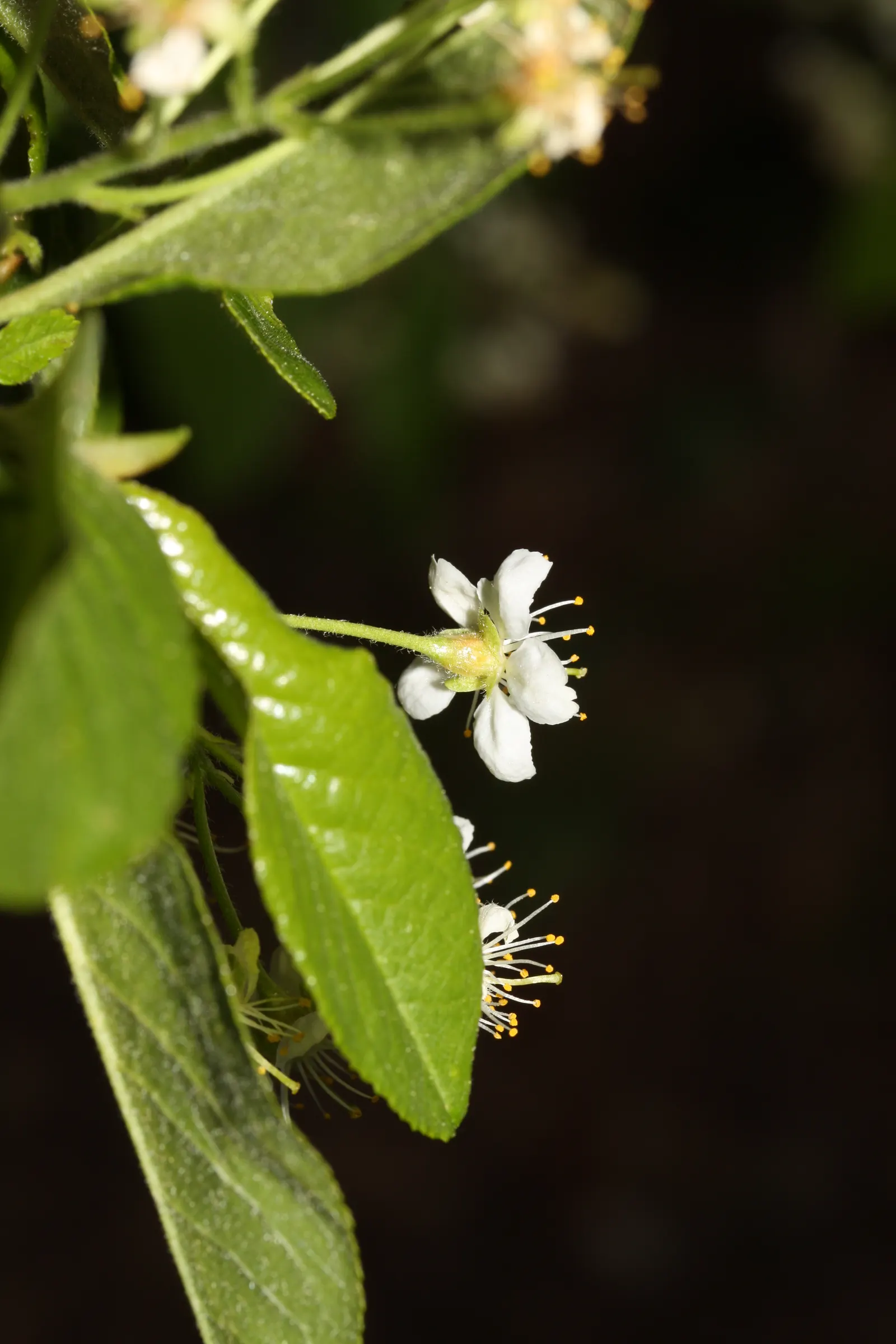 Bitter Cherry (Prunus Emarginata) — When incorporating the Bitter Cherry into a landscape design; with finely toothed margins and a glossy green hue