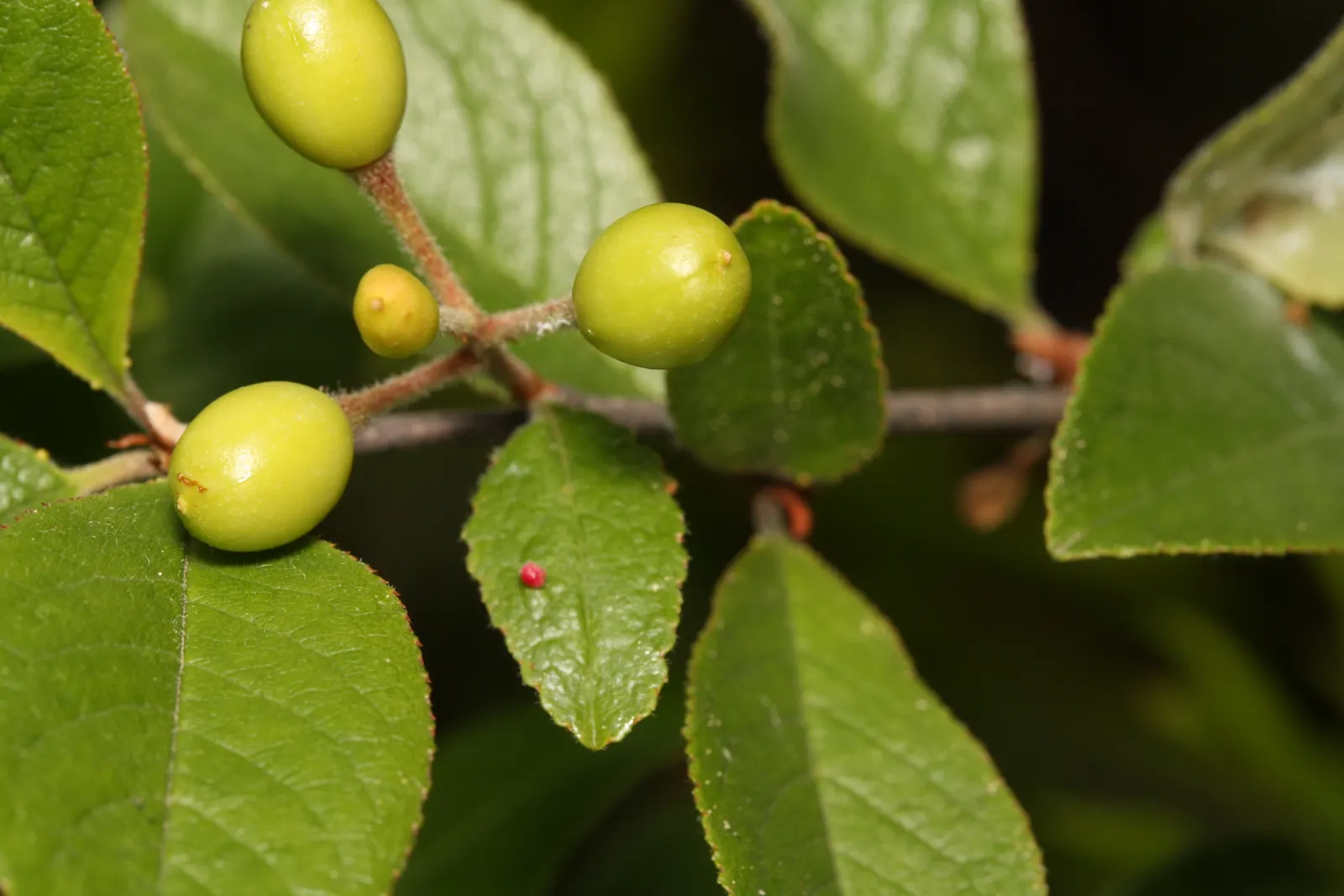 Bitter Cherry (Prunus Emarginata) — Ideal for naturalistic settings and wildlife gardens