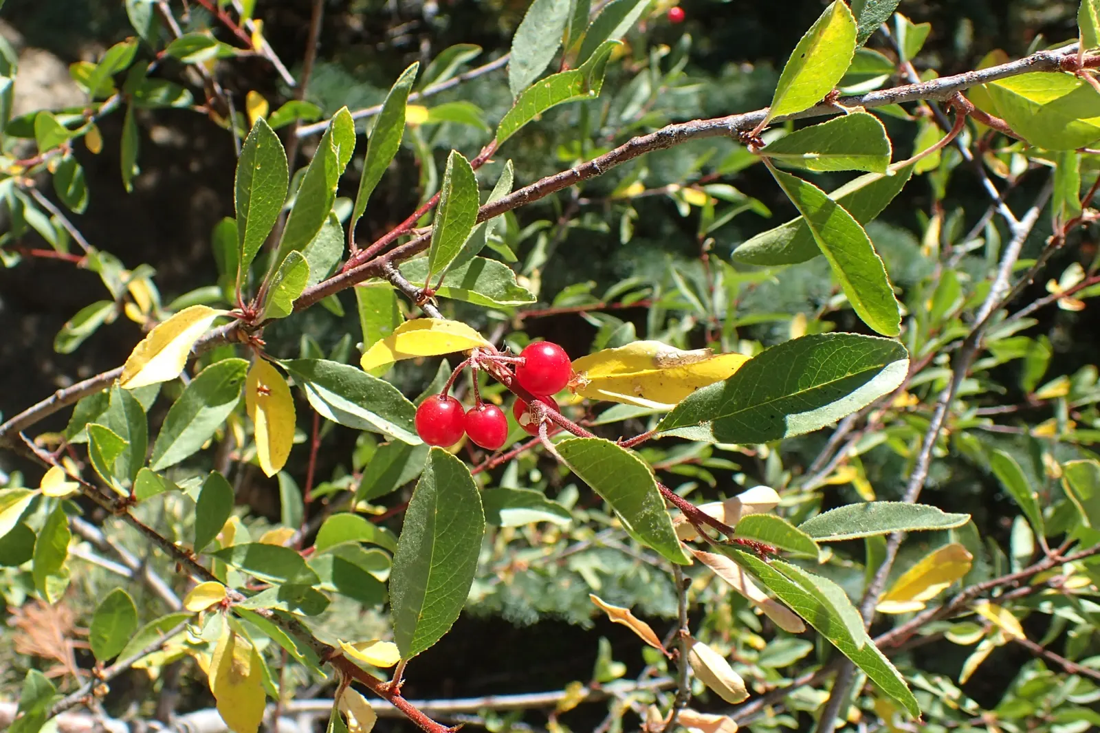 Bitter Cherry (Prunus Emarginata) — with finely toothed margins and a glossy green hue; when incorporating the Bitter Cherry into a landscape design