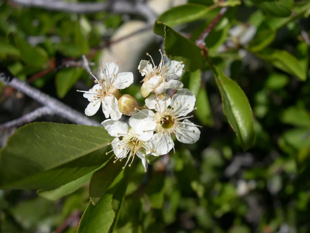 Bitter Cherry (Prunus Emarginata) — It grows to 15-30 ft tall and showcases lustrous