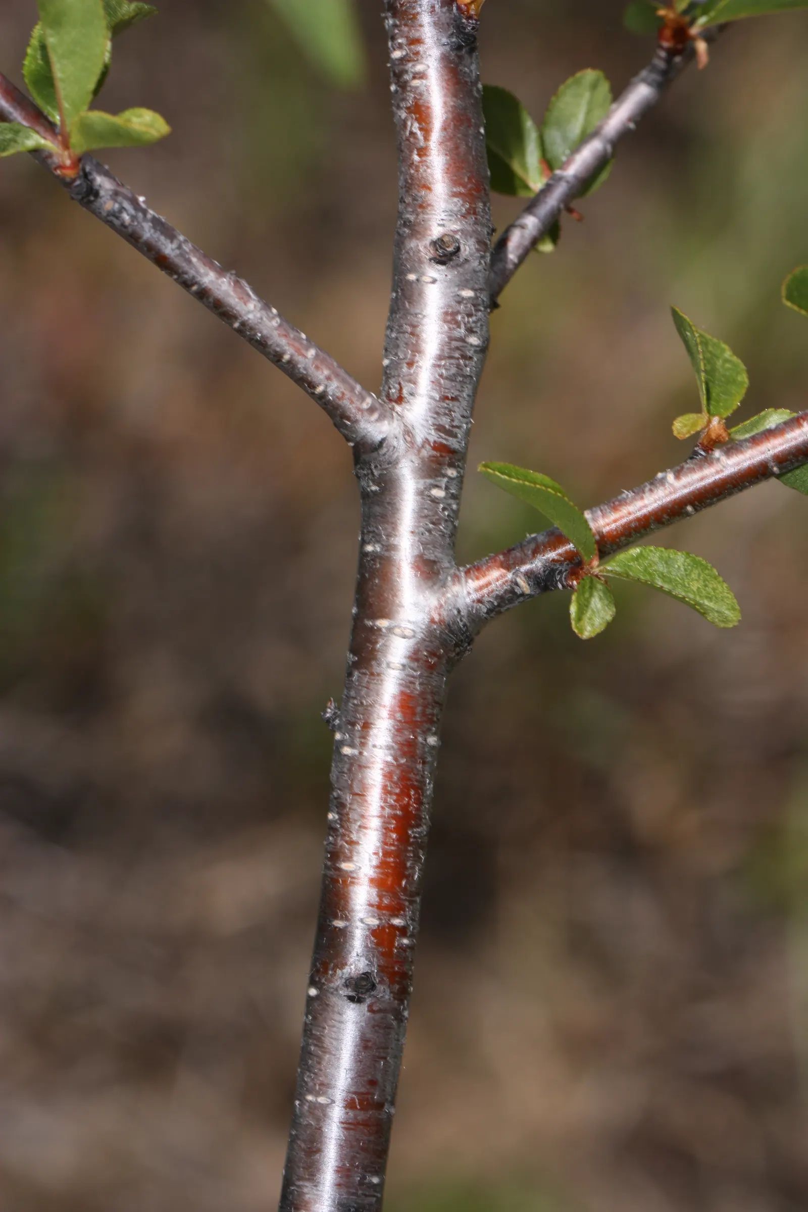 Bitter Cherry (Prunus Emarginata) — It is an excellent choice for landscapes requiring a mid-sized tree; prunus emarginata thrives in full sun to partial shade