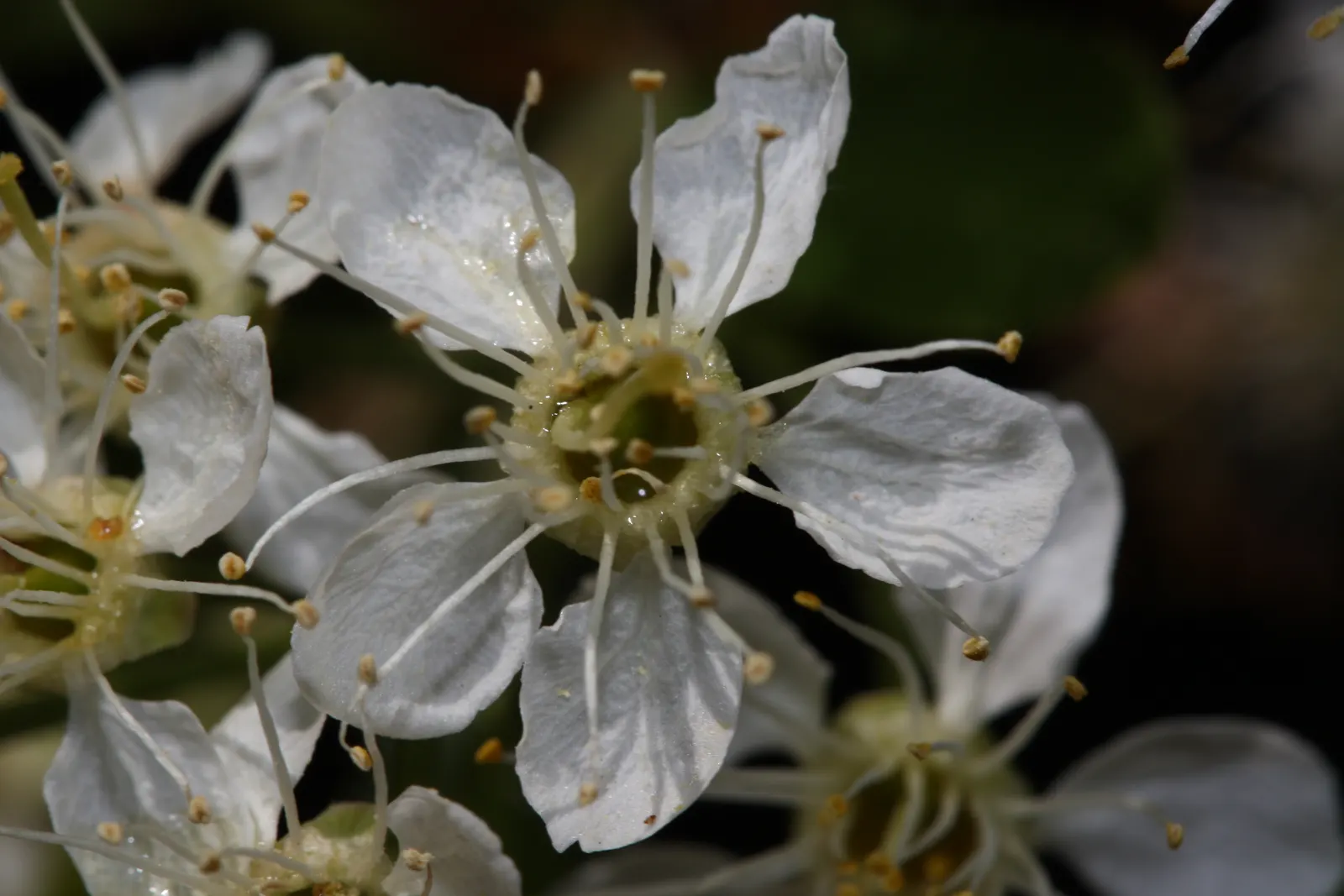 Bitter Cherry (Prunus Emarginata) — Bitter Cherry produces clusters of dainty white to pinkish flowers
