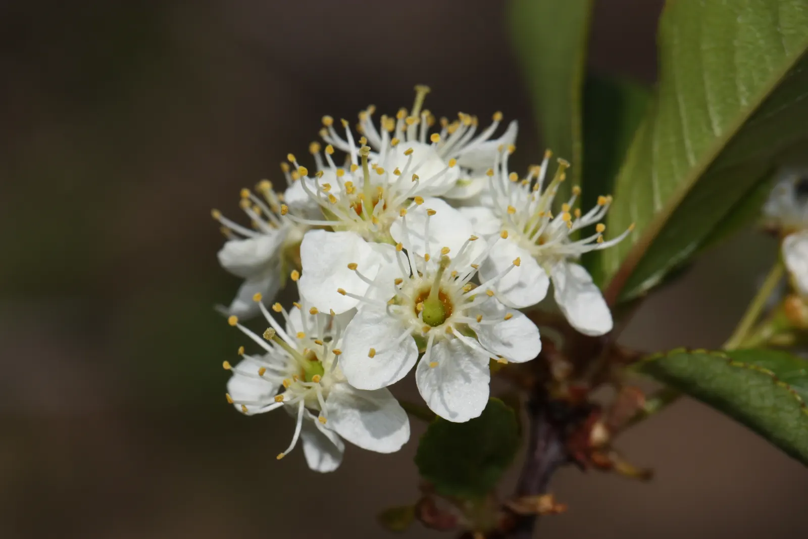 Bitter Cherry (Prunus Emarginata) — The leaves are oblong to oval