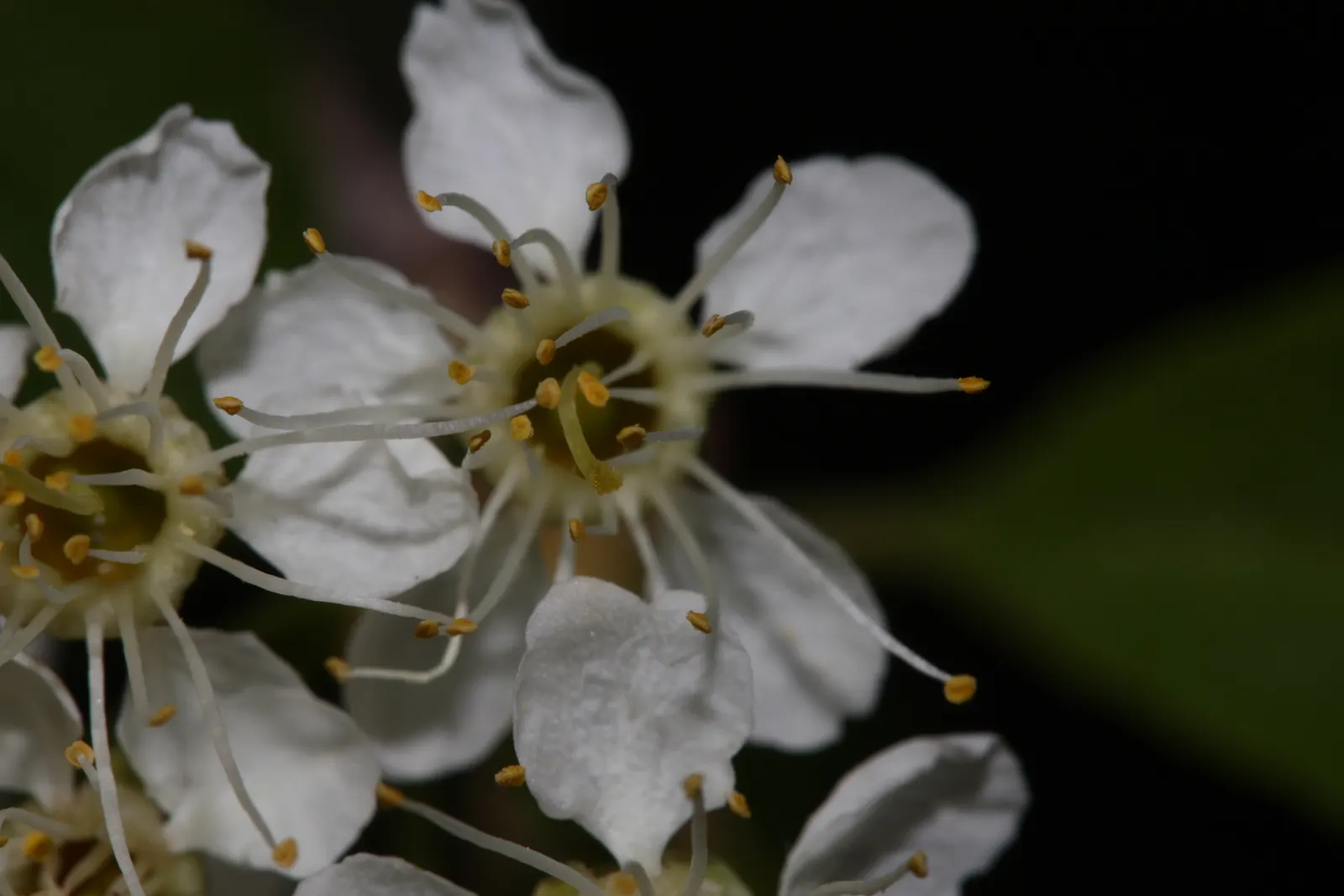 Bitter Cherry (Prunus Emarginata) — each about a half-inch in diameter