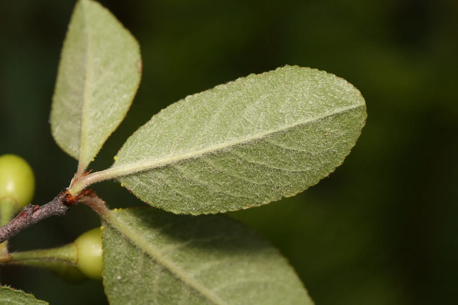 Bitter Cherry (Prunus Emarginata) — with finely toothed margins and a glossy green hue