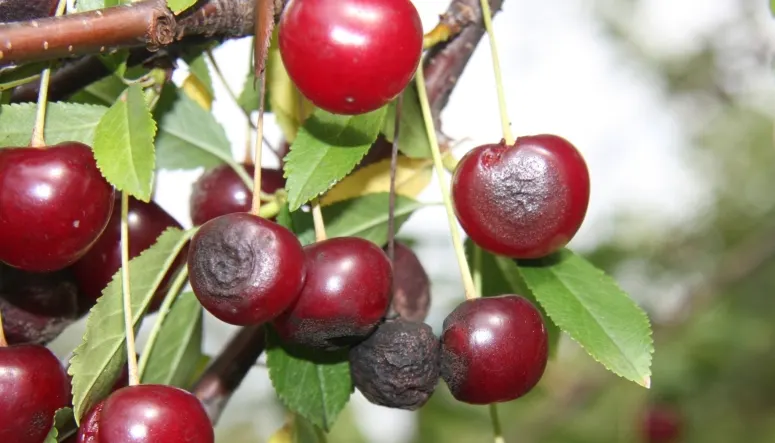 Bitter Cherry (Prunus Emarginata) — tree for full