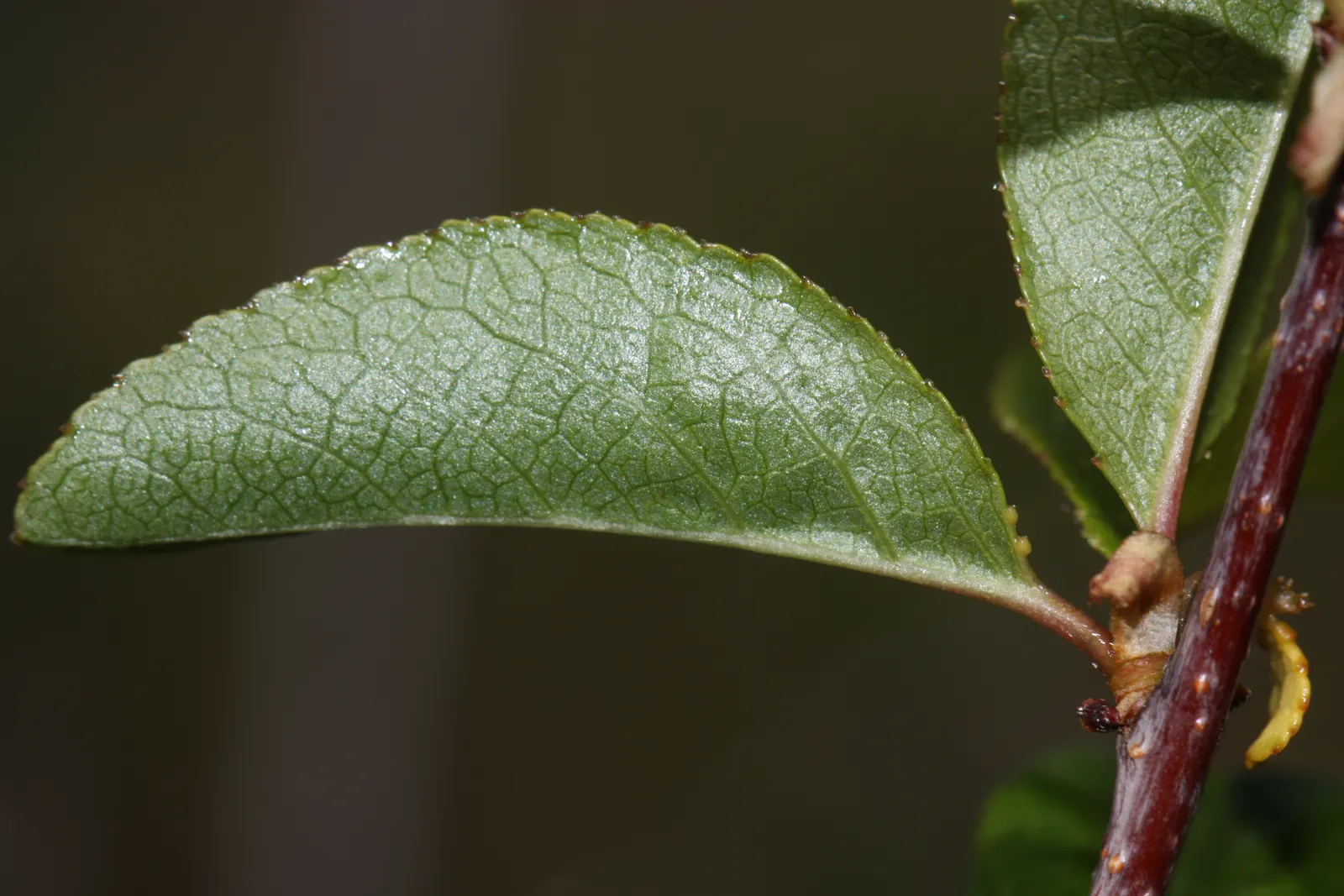 Bitter Cherry (Prunus Emarginata) — Prunus emarginata thrives in full sun to partial shade and prefers well-drained soils