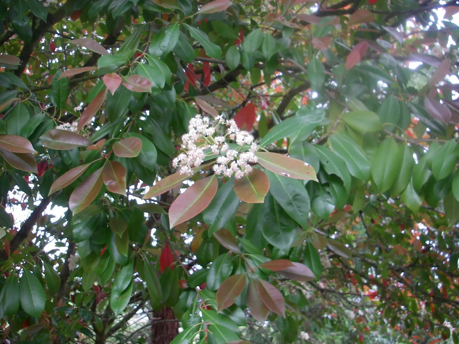Bitter Cherry (Prunus Emarginata) — which bloom before the emergence of its foliage; tree with white blooms
