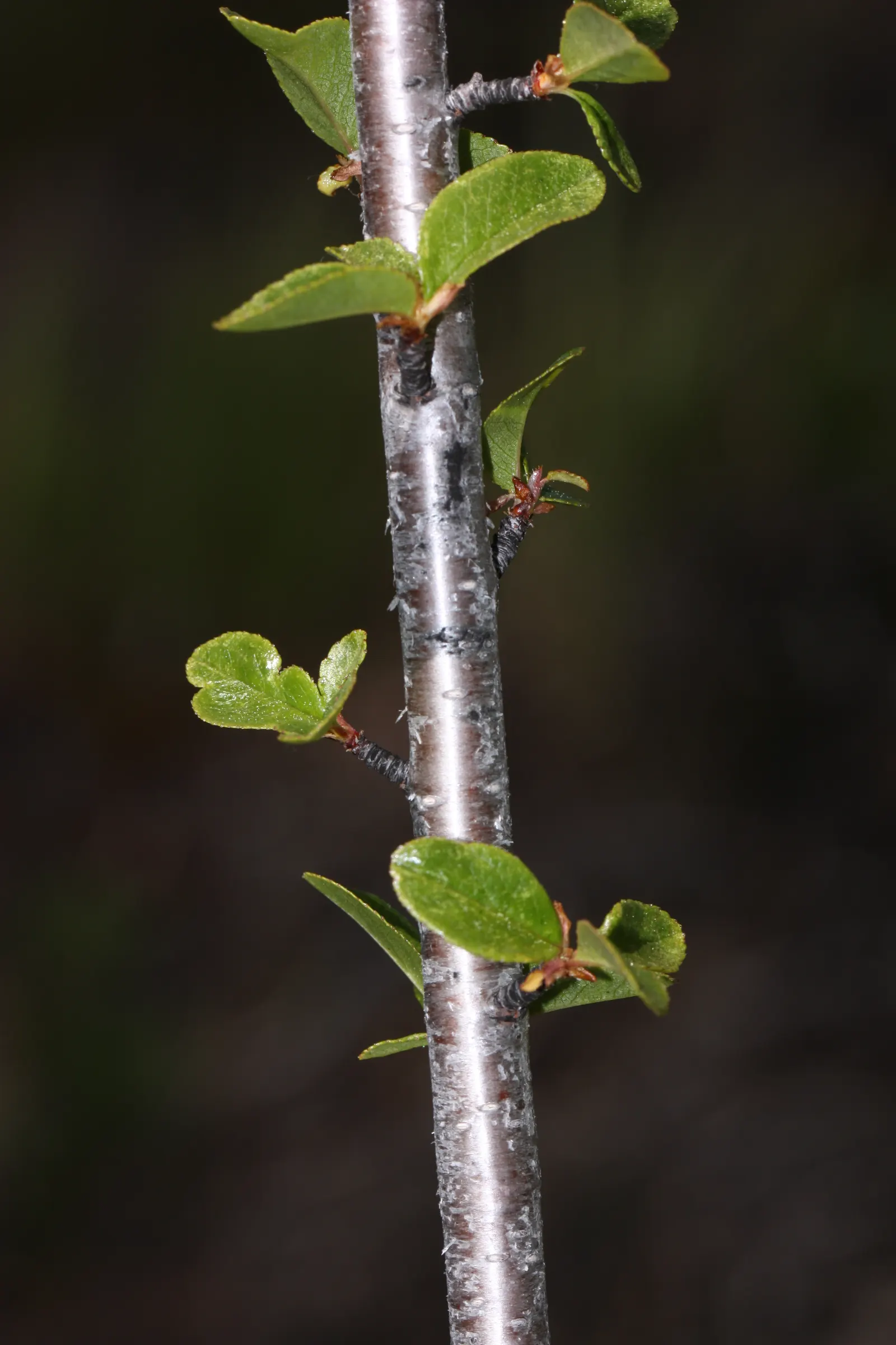Bitter Cherry (Prunus Emarginata) — tree with white blooms