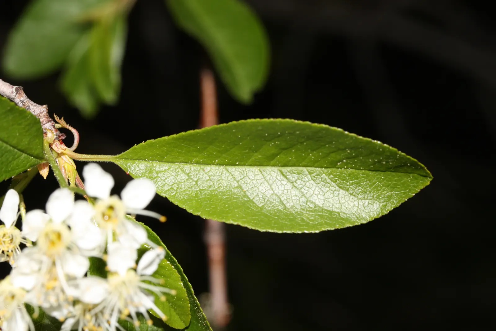 Bitter Cherry (Prunus Emarginata) — It is an excellent choice for landscapes requiring a mid-sized tree