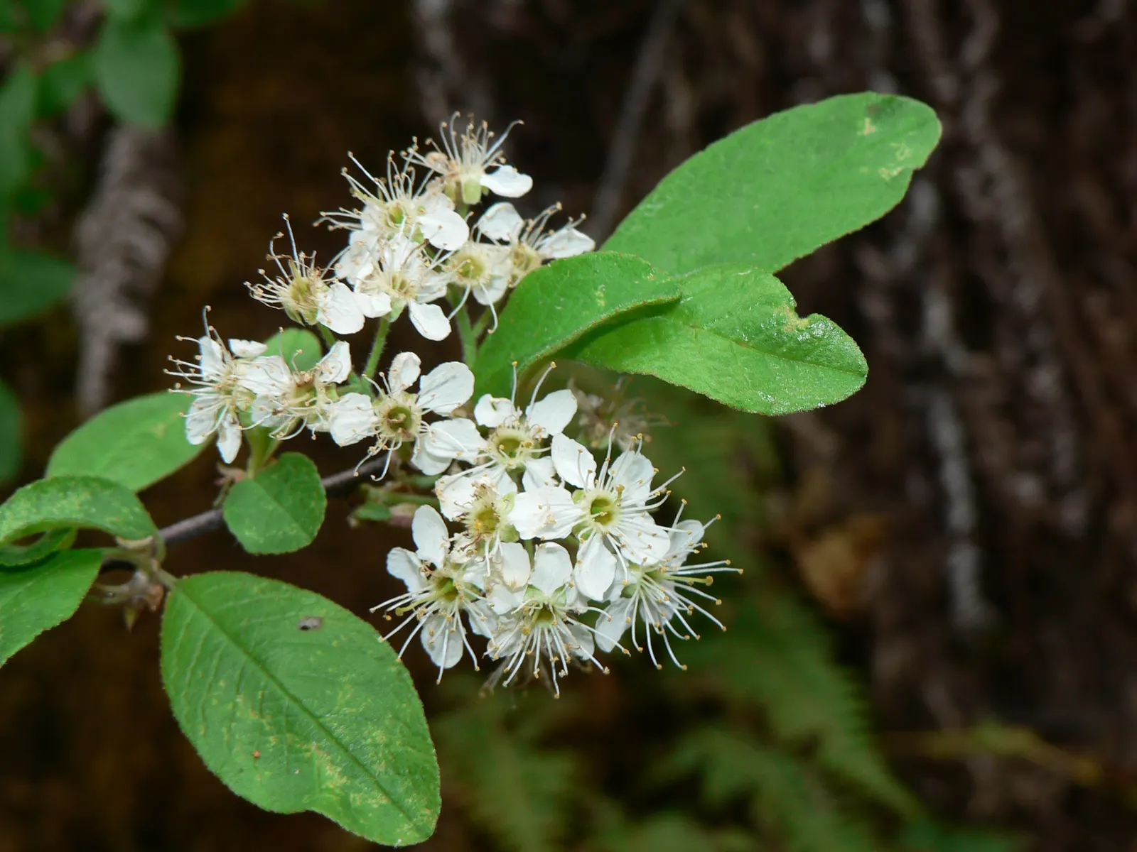 Bitter Cherry (Prunus Emarginata) — The Bitter Cherry (Prunus emarginata) is a North American native deciduous tree; its small red cherries, though bitter, are