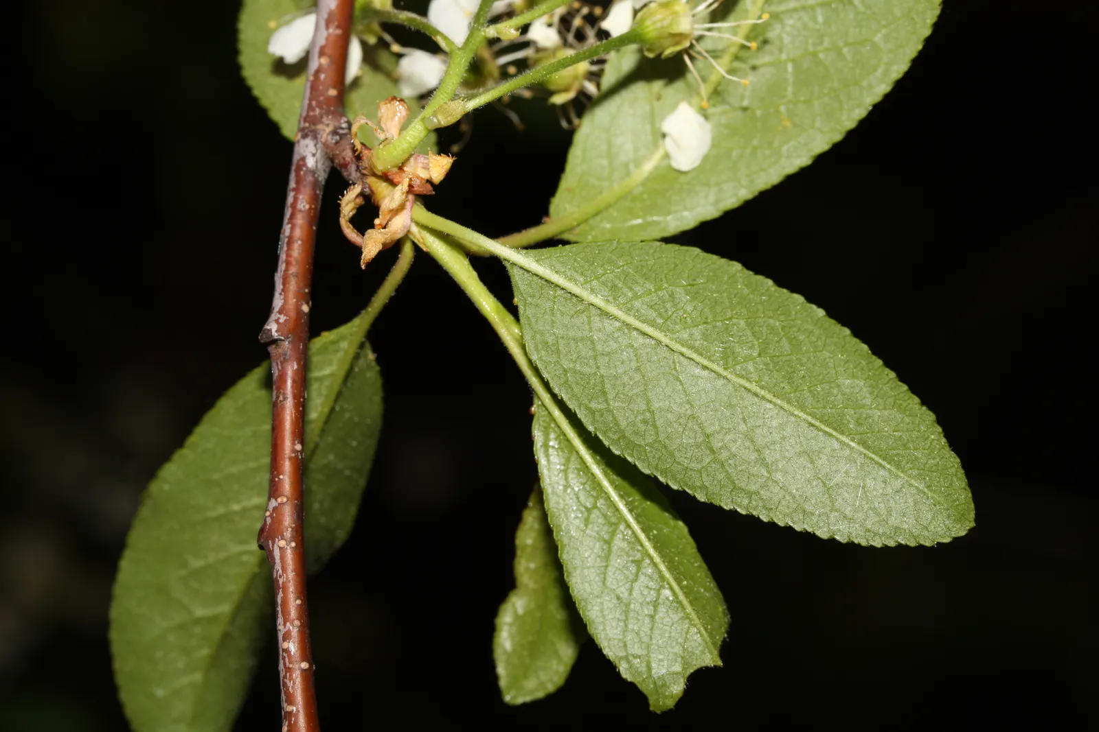 Bitter Cherry (Prunus Emarginata) — consider its natural growth habit and seasonal interest