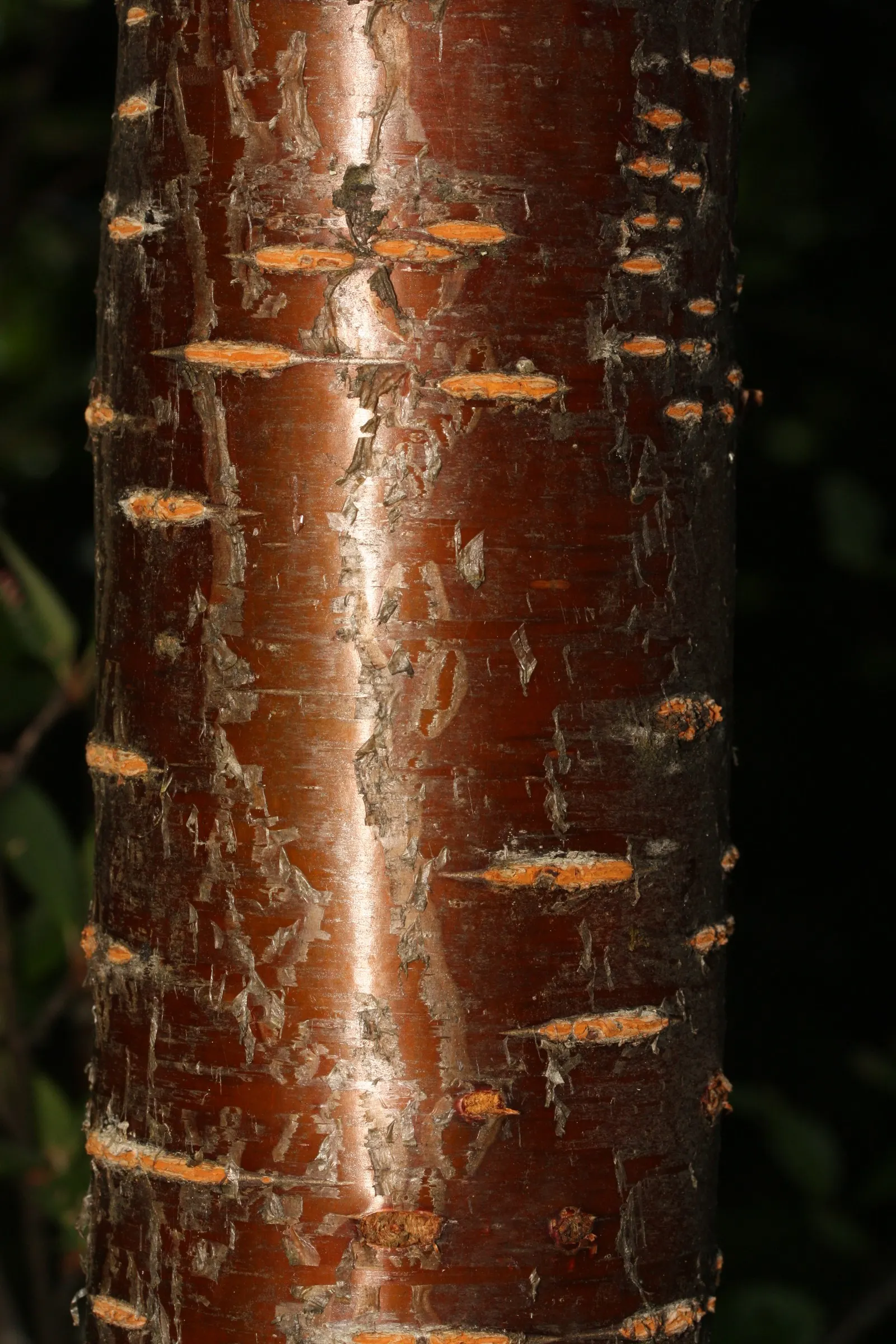 Bitter Cherry (Prunus Emarginata) — Bitter Cherry produces clusters of dainty white to pinkish flowers; the Bitter Cherry, or Prunus emarginata, is a deciduous