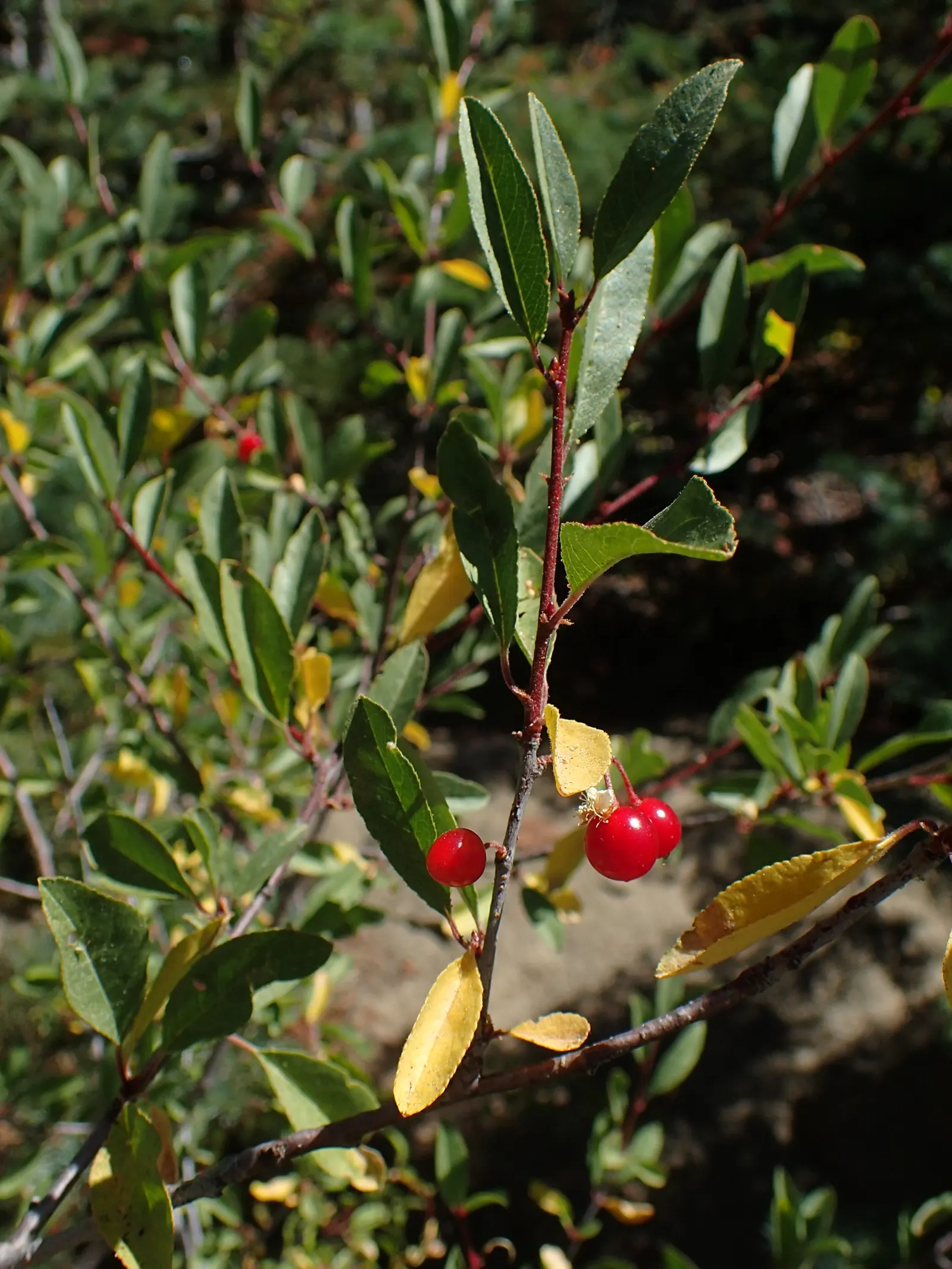 Bitter Cherry (Prunus Emarginata) — Suited for USDA zones 4-9; ideal for naturalistic settings and wildlife gardens