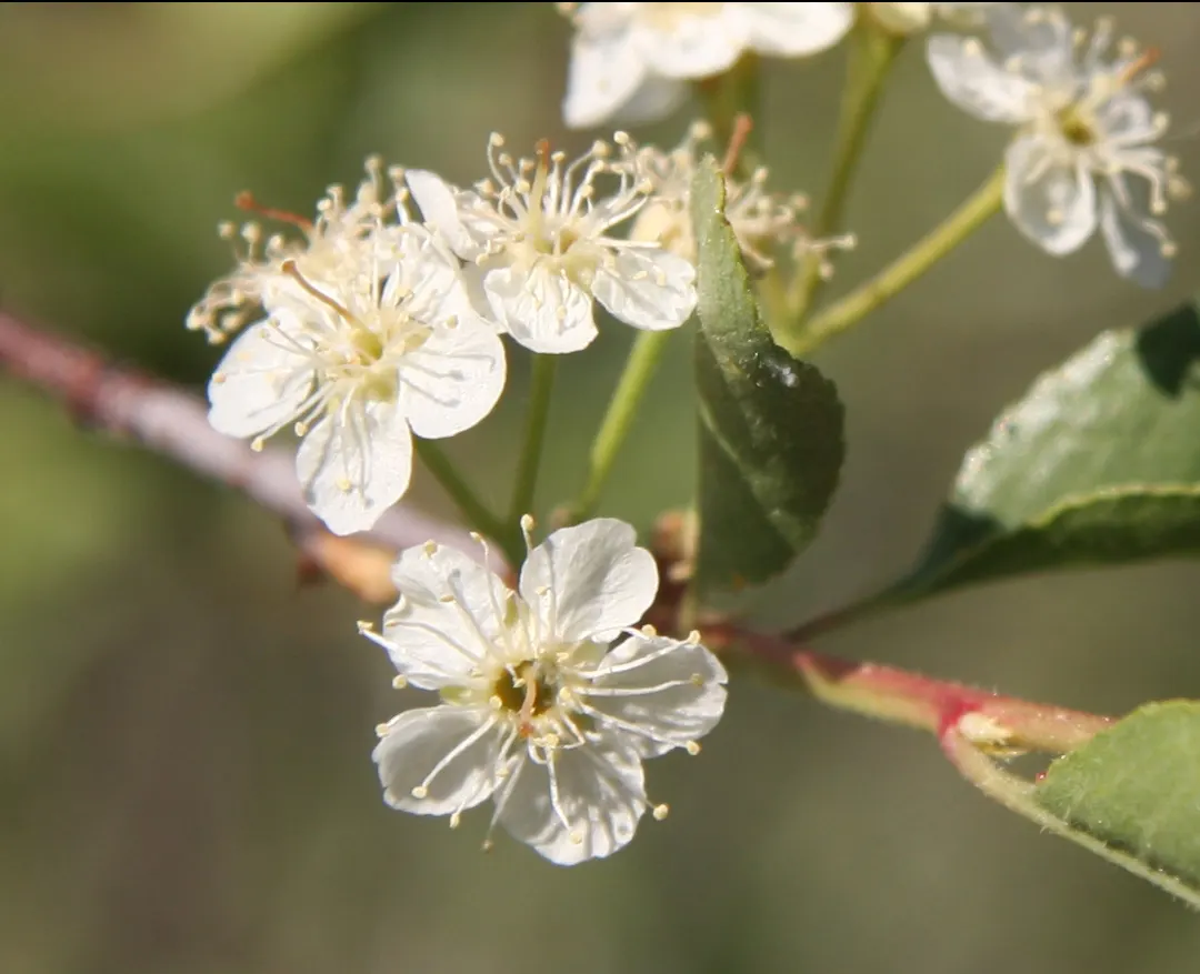 Bitter Cherry (Prunus Emarginata) — each about a half-inch in diameter; the leaves are oblong to oval