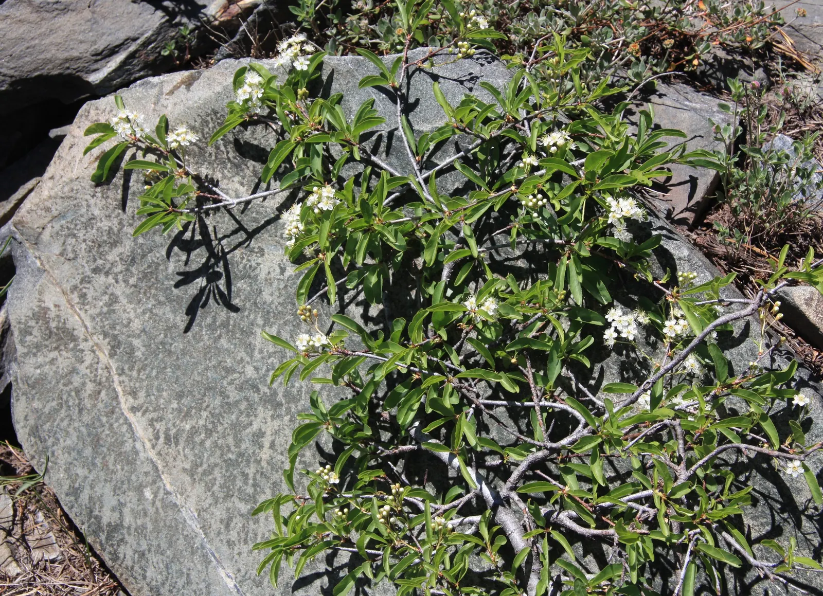Bitter Cherry (Prunus Emarginata) — serrated leaves and clusters of fragrant; turning yellow to orange in the fall