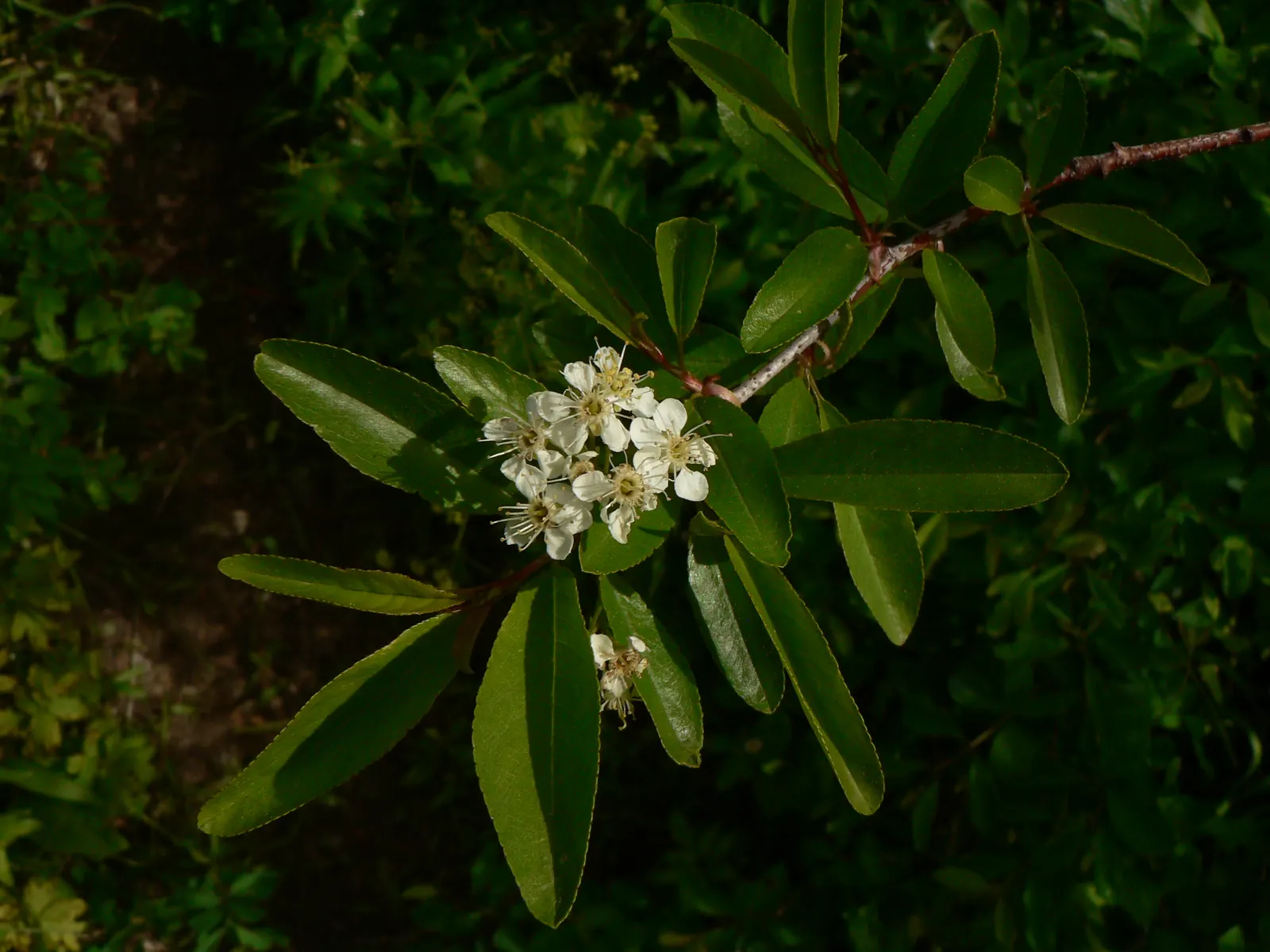 Bitter Cherry (Prunus Emarginata) — Suited for USDA zones 4-9