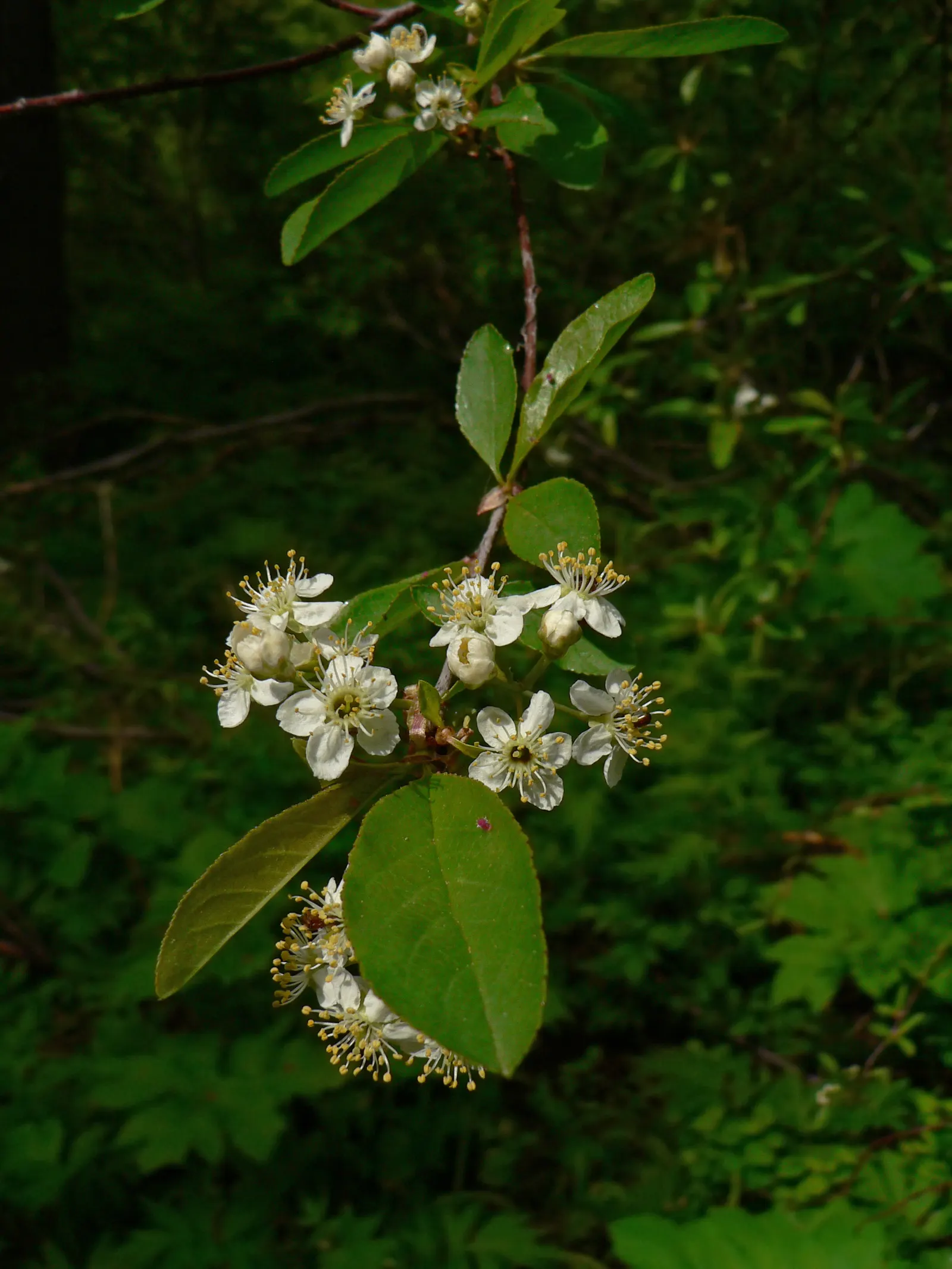 Bitter Cherry (Prunus Emarginata) — as it generally reaches between 15 to 30 feet in height with a spread of up to 20 feet at maturity; it grows to 15-30 ft