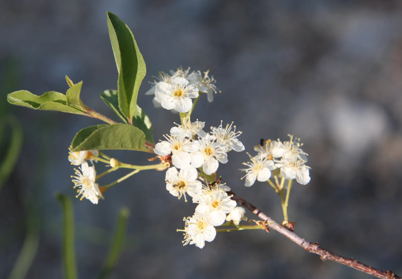 Bitter Cherry (Prunus Emarginata) — consider its natural growth habit and seasonal interest; tree for full