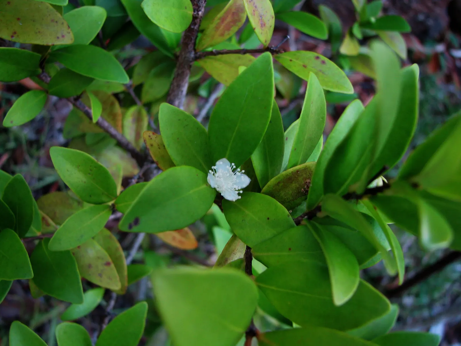 Bitter Cherry (Prunus Emarginata) — white flowers in the garden