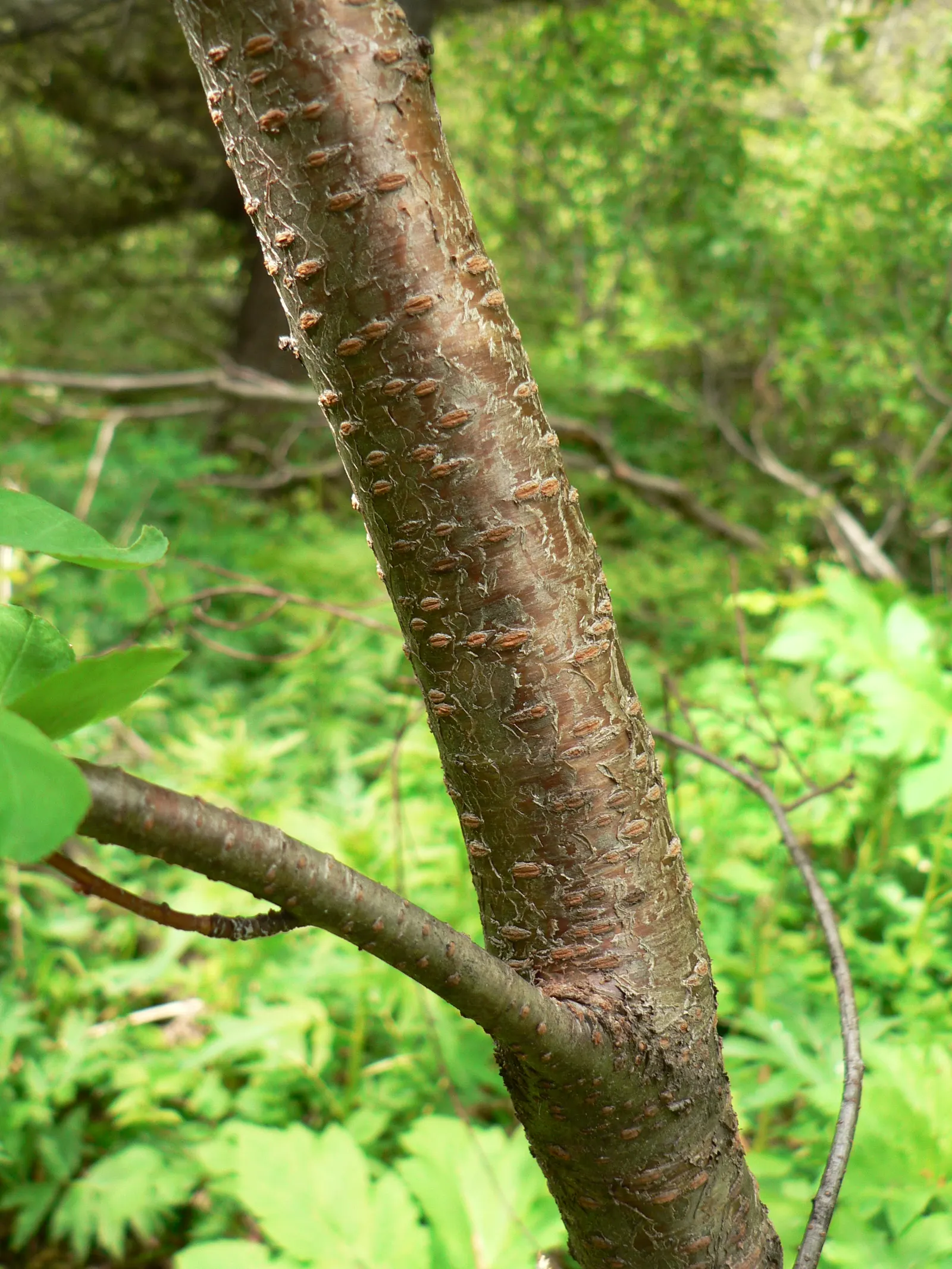 Bitter Cherry (Prunus Emarginata) — The Bitter Cherry (Prunus emarginata) is a North American native deciduous tree