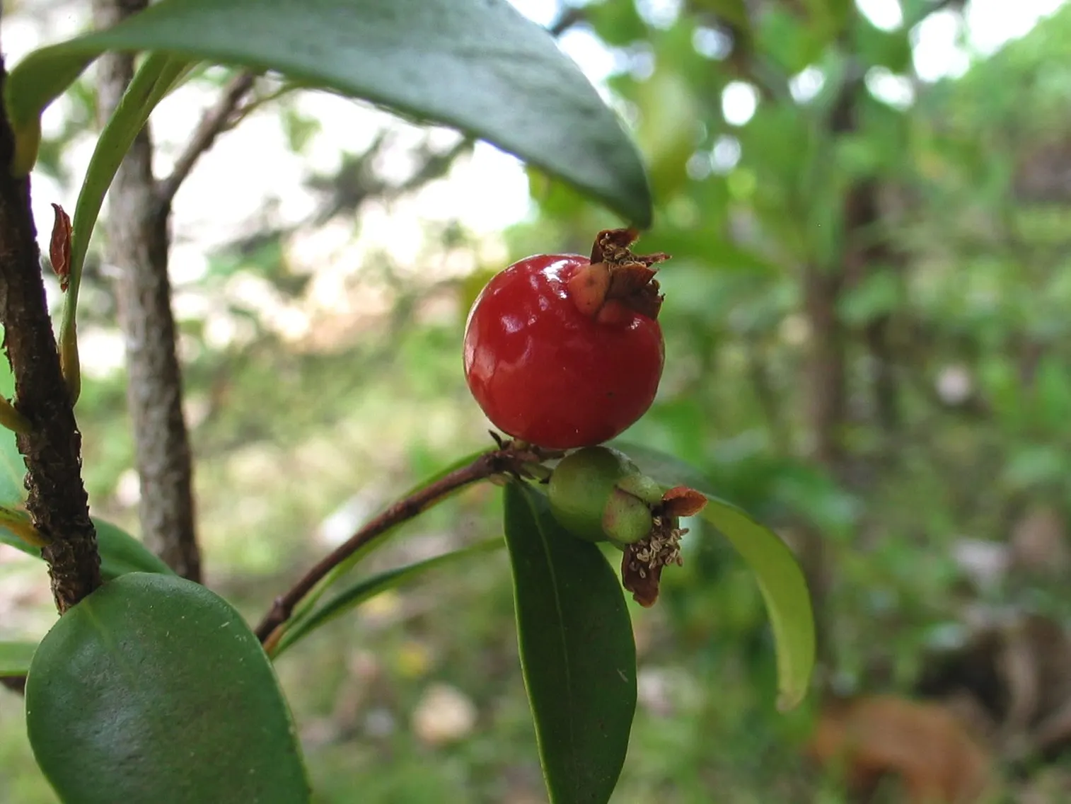 Bitter Cherry (Prunus Emarginata) — turning yellow to orange in the fall