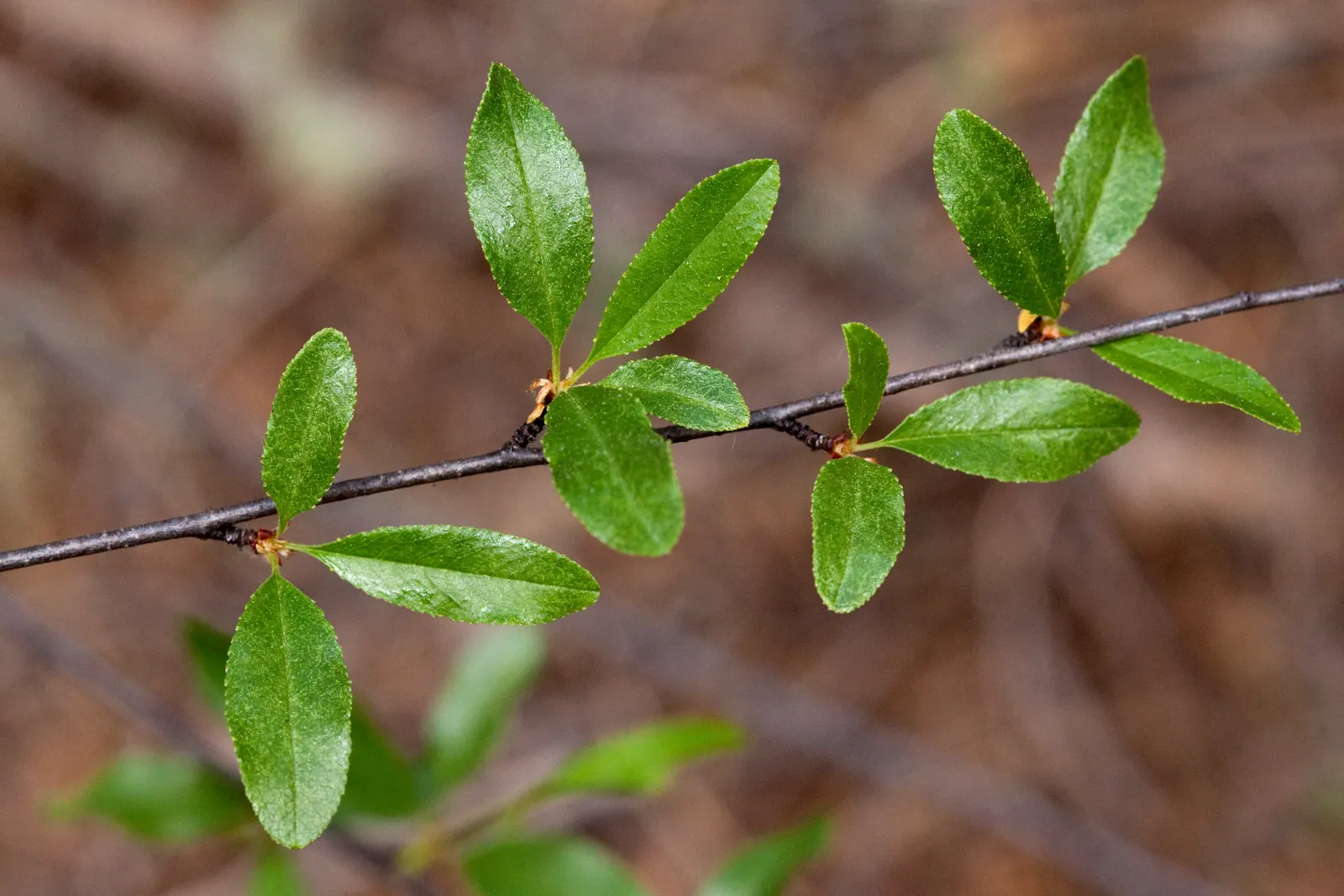 Bitter Cherry (Prunus Emarginata) — turning yellow to orange in the fall; serrated leaves and clusters of fragrant
