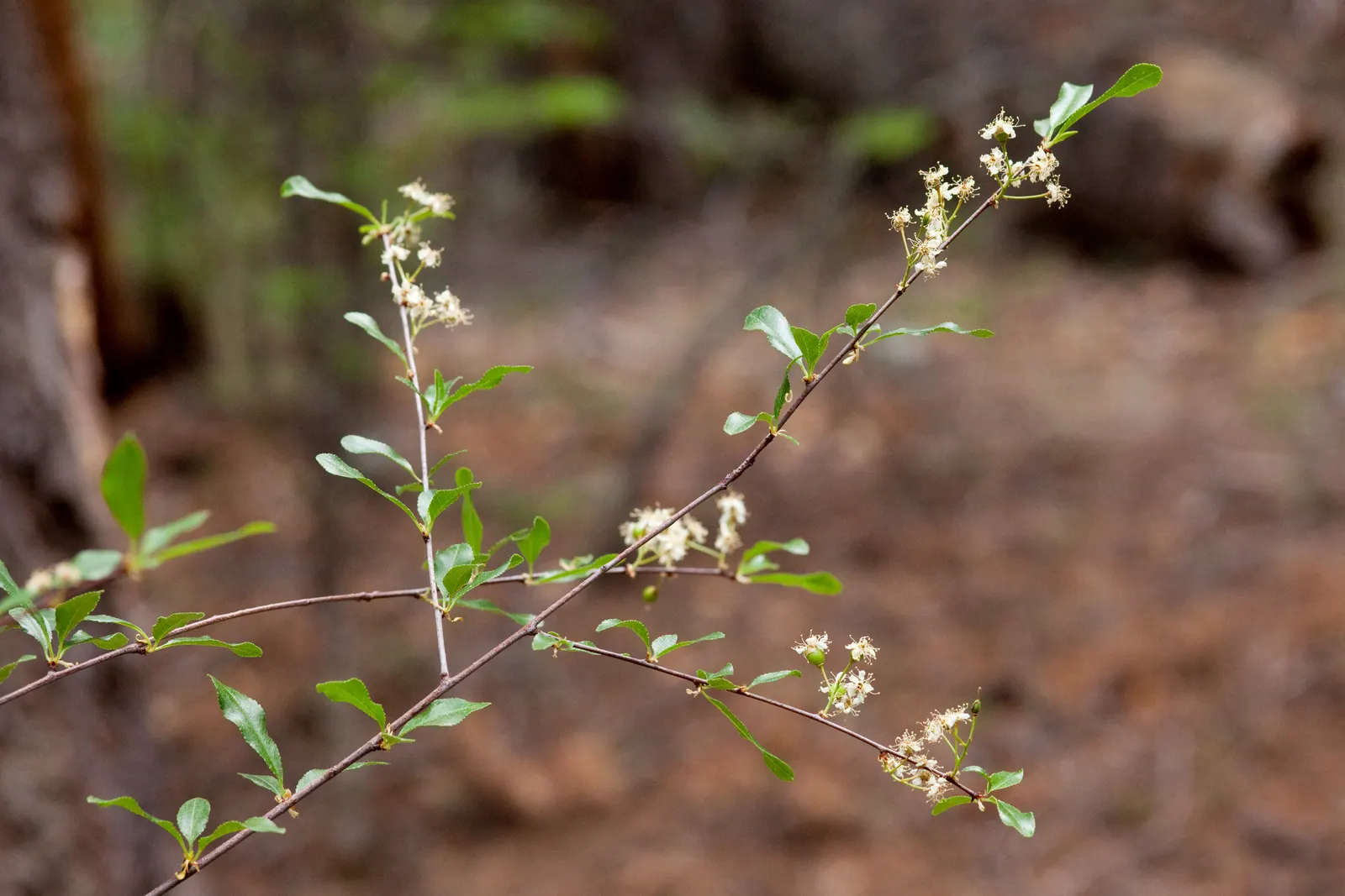 Bitter Cherry (Prunus Emarginata) — it thrives in well-drained soils with full sun to partial shade; the fragrant blossoms are a nectar source for pollinators