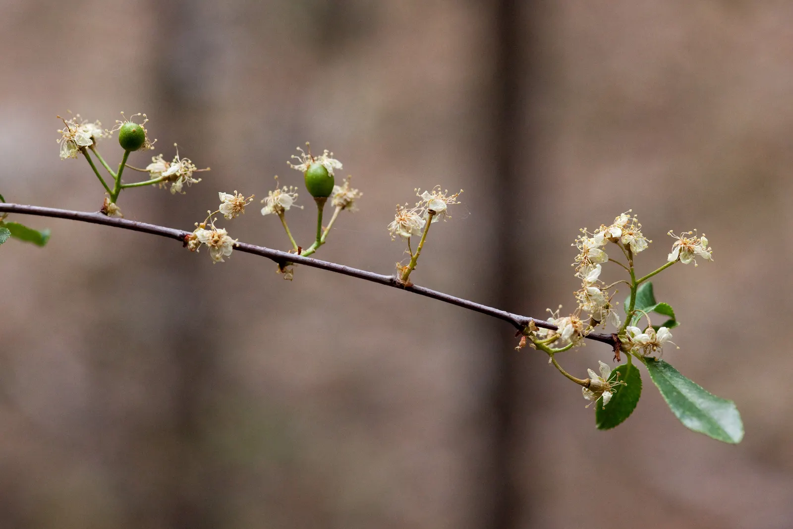 Bitter Cherry (Prunus Emarginata) — The leaves are oblong to oval; each about a half-inch in diameter