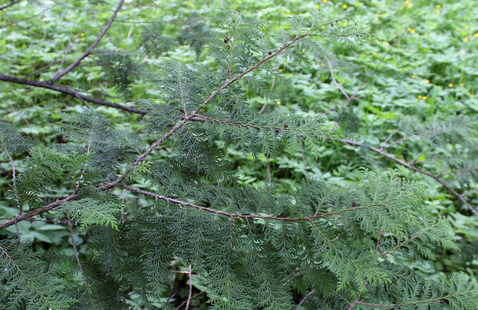 Sawara Cypress (Chamaecyparis Pisifera) — requires minimal maintenance; slow-growing tree offers year-round interest, image 61
