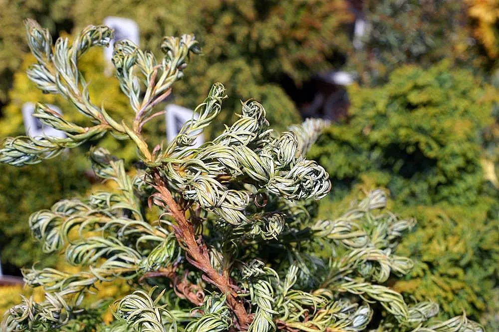 Sawara Cypress (Chamaecyparis Pisifera) — The slow to moderate growth rate of this tree makes it manageable for residential landscapes, image 69