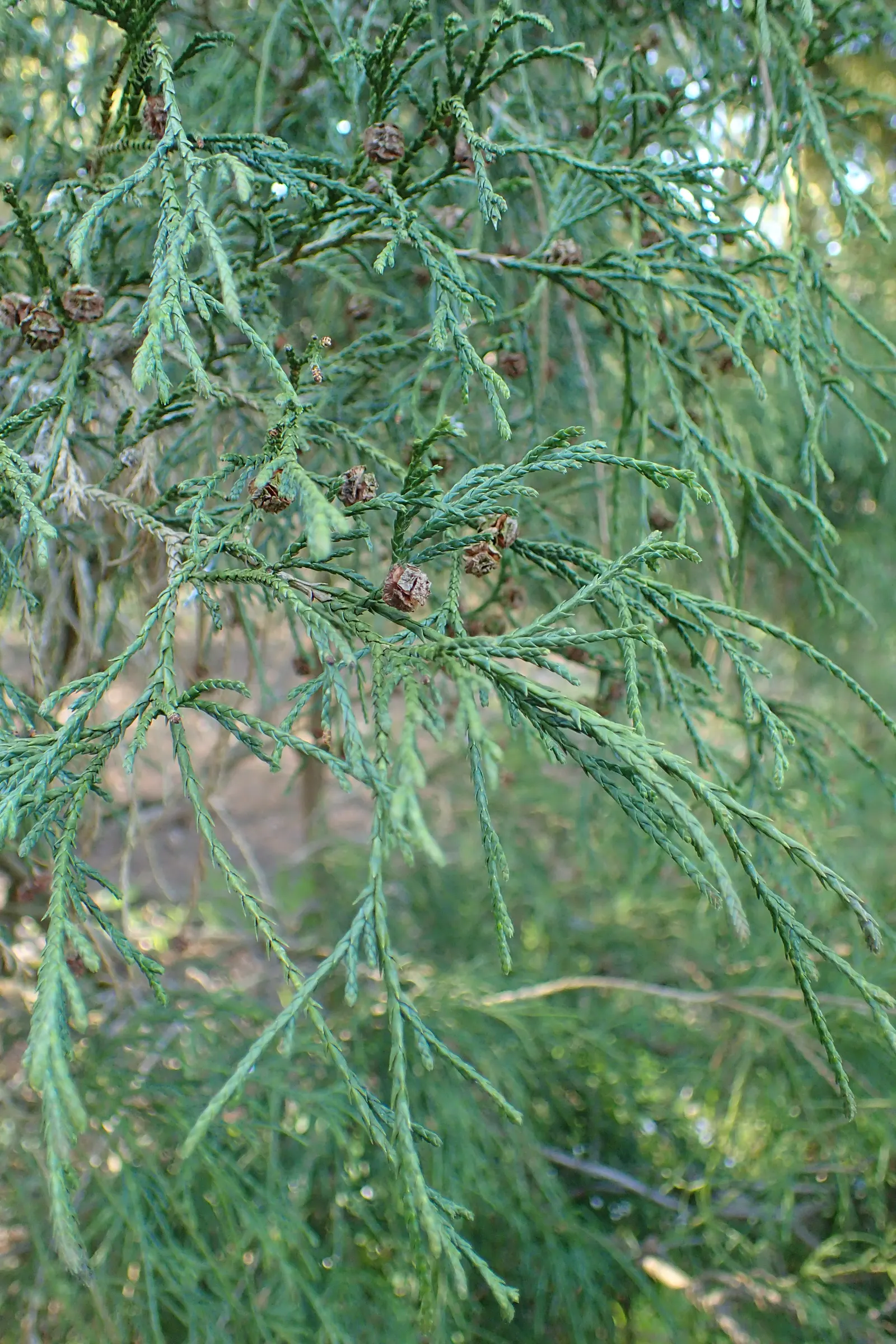 Sawara Cypress (Chamaecyparis Pisifera) — adding textural interest particularly in the winter months; when communicating with the client, image 72