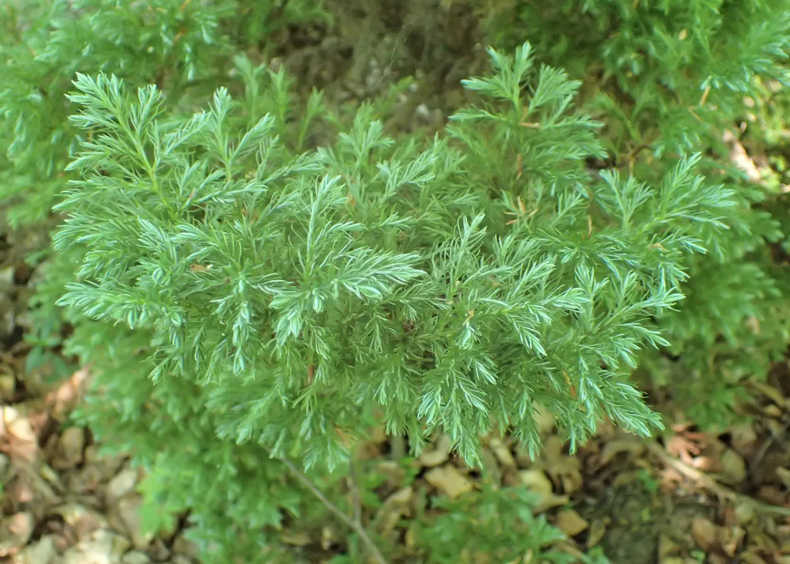 Sawara Cypress (Chamaecyparis Pisifera) — scientifically called Chamaecyparis pisifera