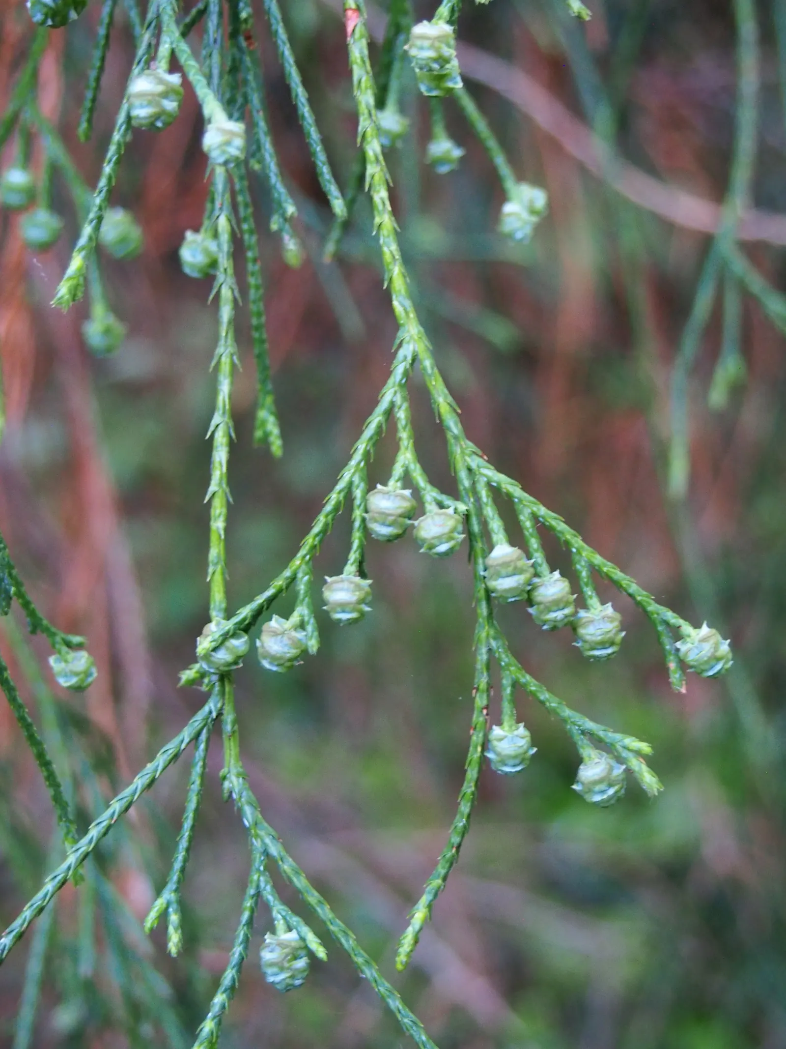 Sawara Cypress (Chamaecyparis Pisifera) — scientifically called Chamaecyparis pisifera; lending further ornamental charm.<br><br>For successful cultivation