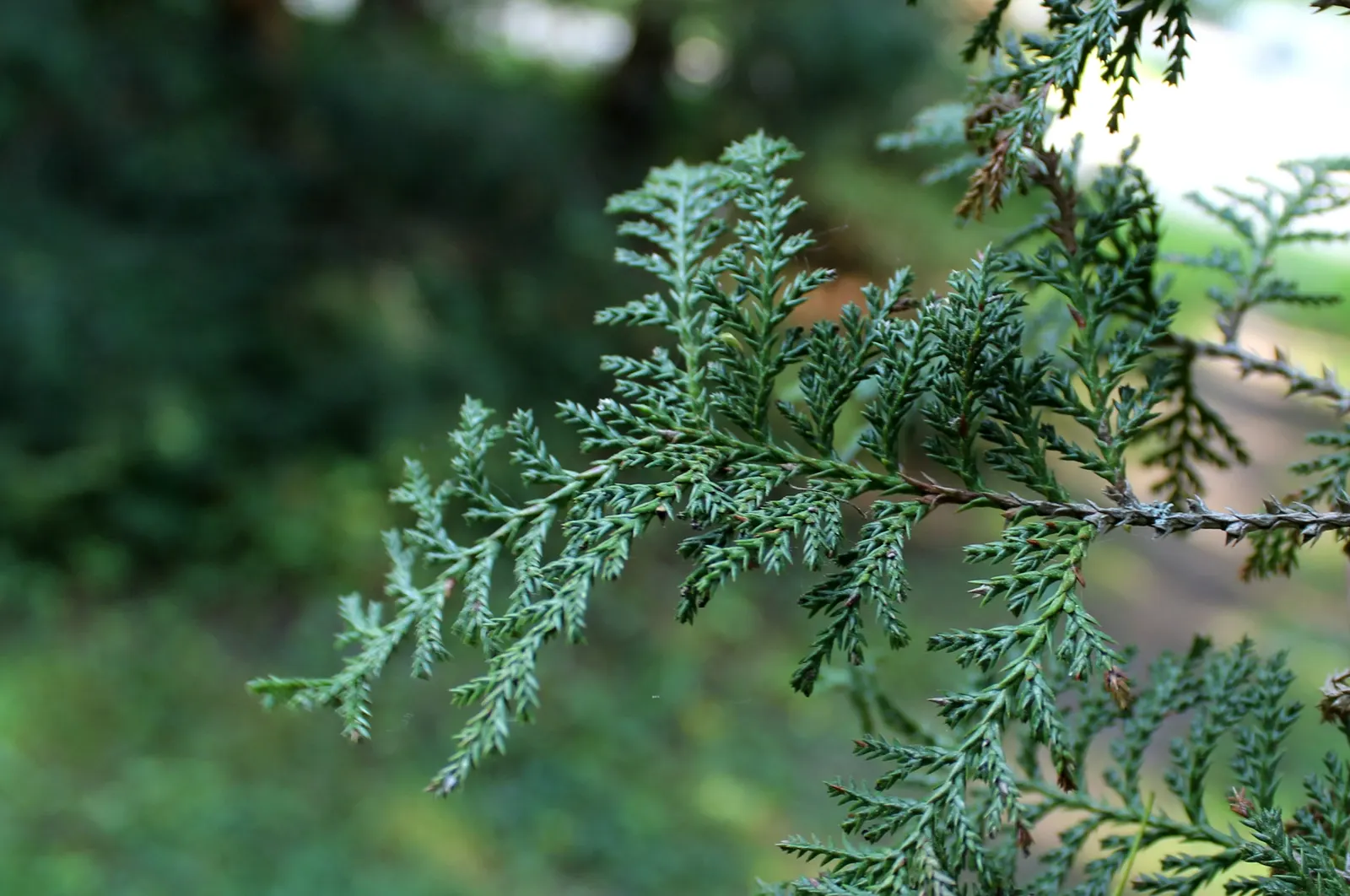 Sawara Cypress (Chamaecyparis Pisifera) — thriving in full sun to partial shade in zones 4-8