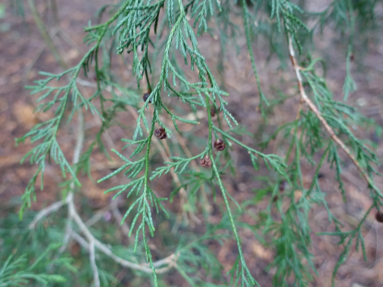 Sawara Cypress (Chamaecyparis Pisifera) — this species is renowned for its fine
