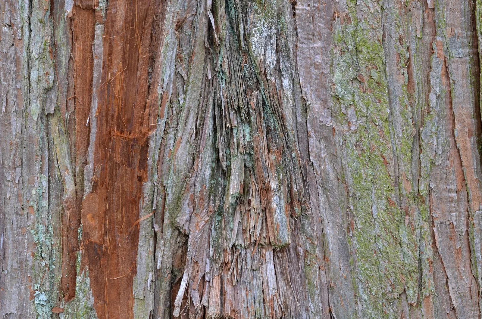 Sawara Cypress (Chamaecyparis Pisifera) — feathery foliage in hues from bright green to blue-gray; slow-growing tree offers year-round interest